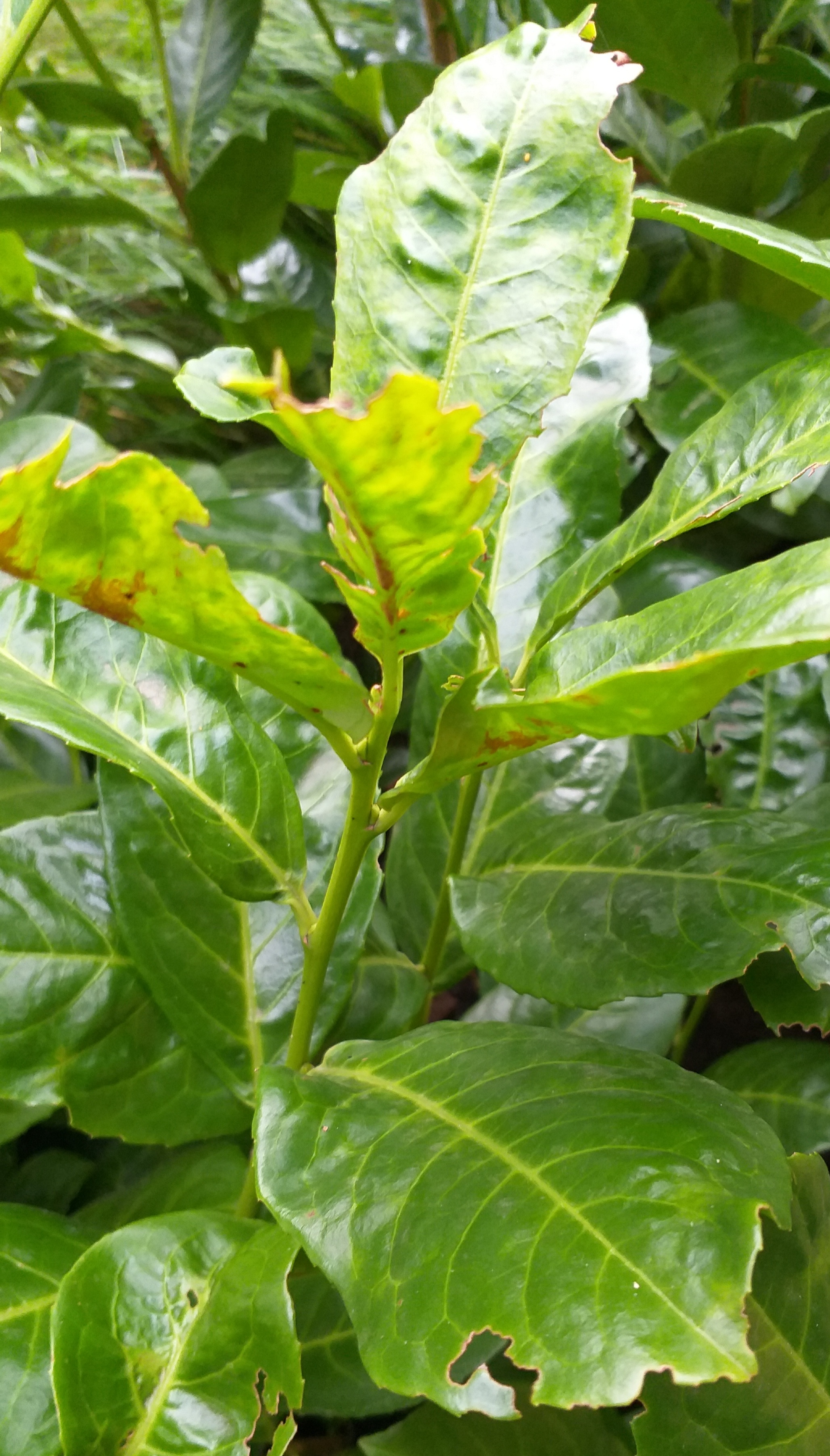 philodendron erubescens k.koch & augustin Philodendron erubescens