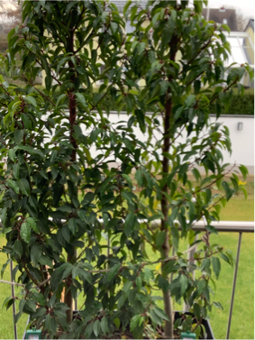 kirschlorbeer ähnlich Portugiesischer Kirschlorbeer – Prunus lusitanica 'Angustifolia' (Heck –  Blupf by Kitzinger main image 0
