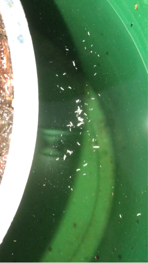 solo knoblauch saatgut Knoblauch SOLO kaufen | Einzehenknoblauch
