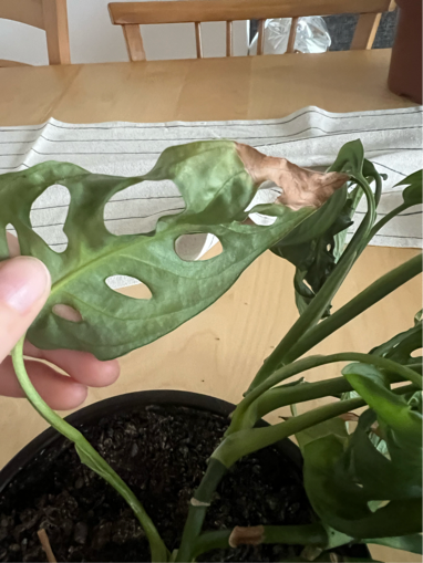 Gardify - Monstera Wachstumsschden braune Bltter