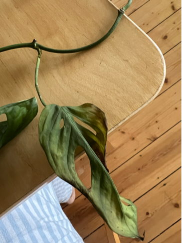 philodendron gloriosum white veins Philodendron Gloriosum White Vein main image 0
