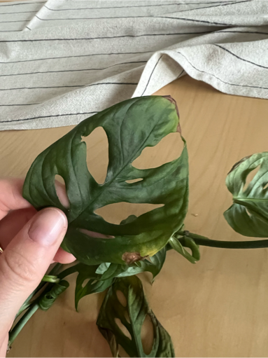 tortum philodendron Buy Philodendron Tortum – Exotic Fern-Like Houseplant