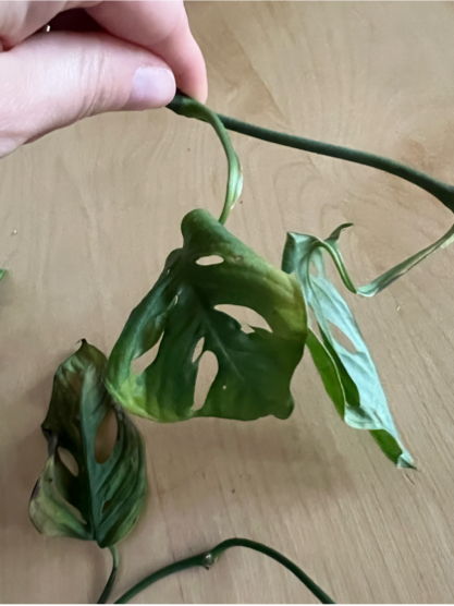 Gardify - Monstera Wachstumsschden braune Bltter