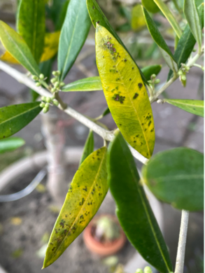 Gardify - Olivenbaum Blattpilz Spilocaea oleaginea Gelbe Bltter Flecken