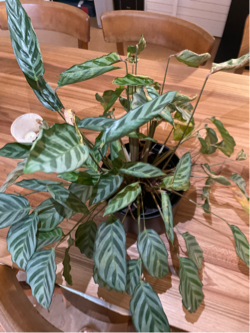elefantenohr alocasia kaufen Alocasia zebrina (Elefantenohr)(M) kaufen