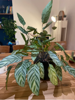 Gardify - Calathea/ Korbmarante gelbe, eingerollte Bltter