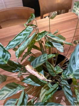 Gardify - Calathea/ Korbmarante gelbe, eingerollte Bltter