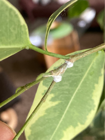 Gardify - Ficus benjamina Wollluse Schildluse