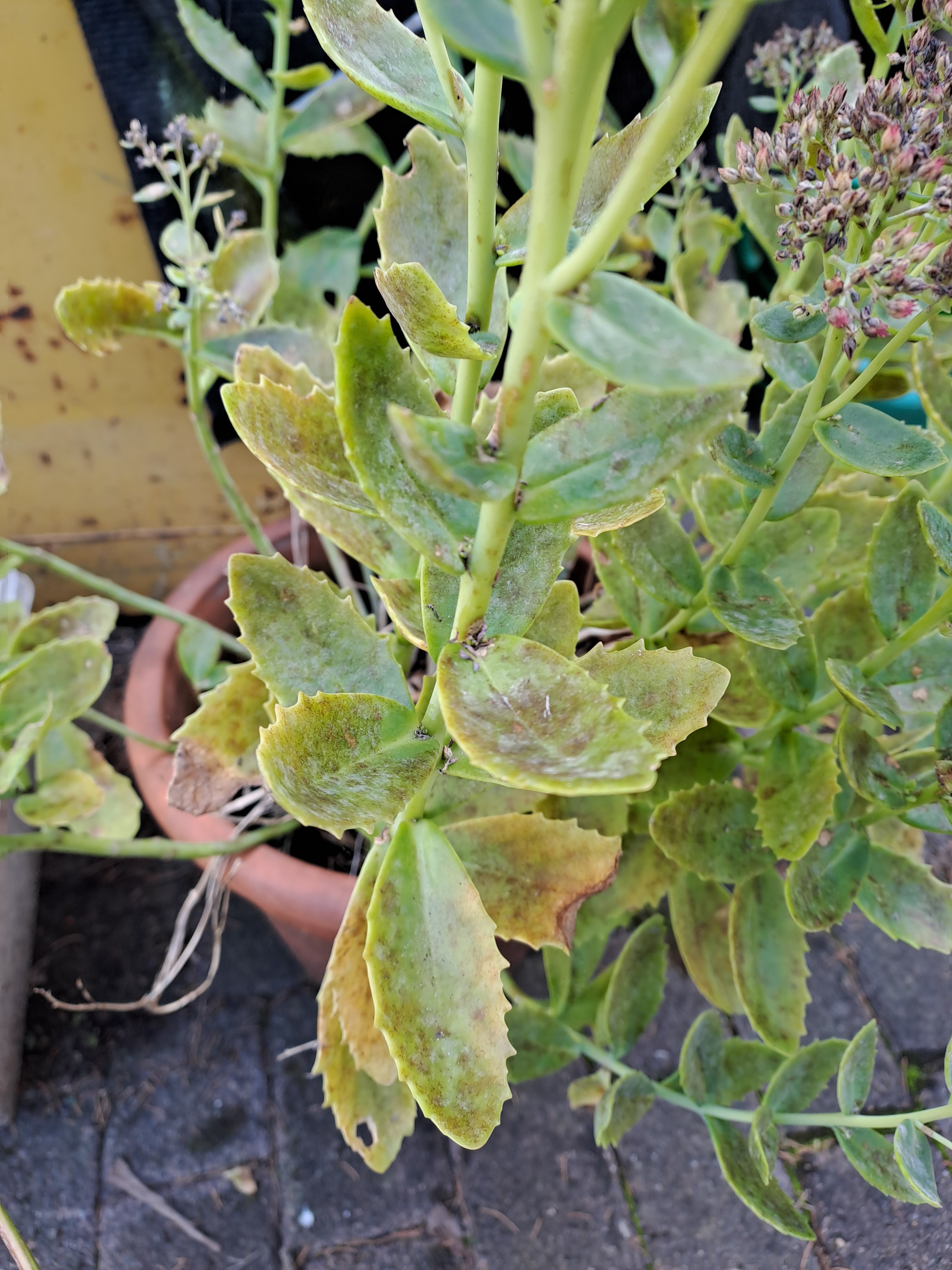 Gardify - Hylotelephium Sedum Fette Henne Blattflecken