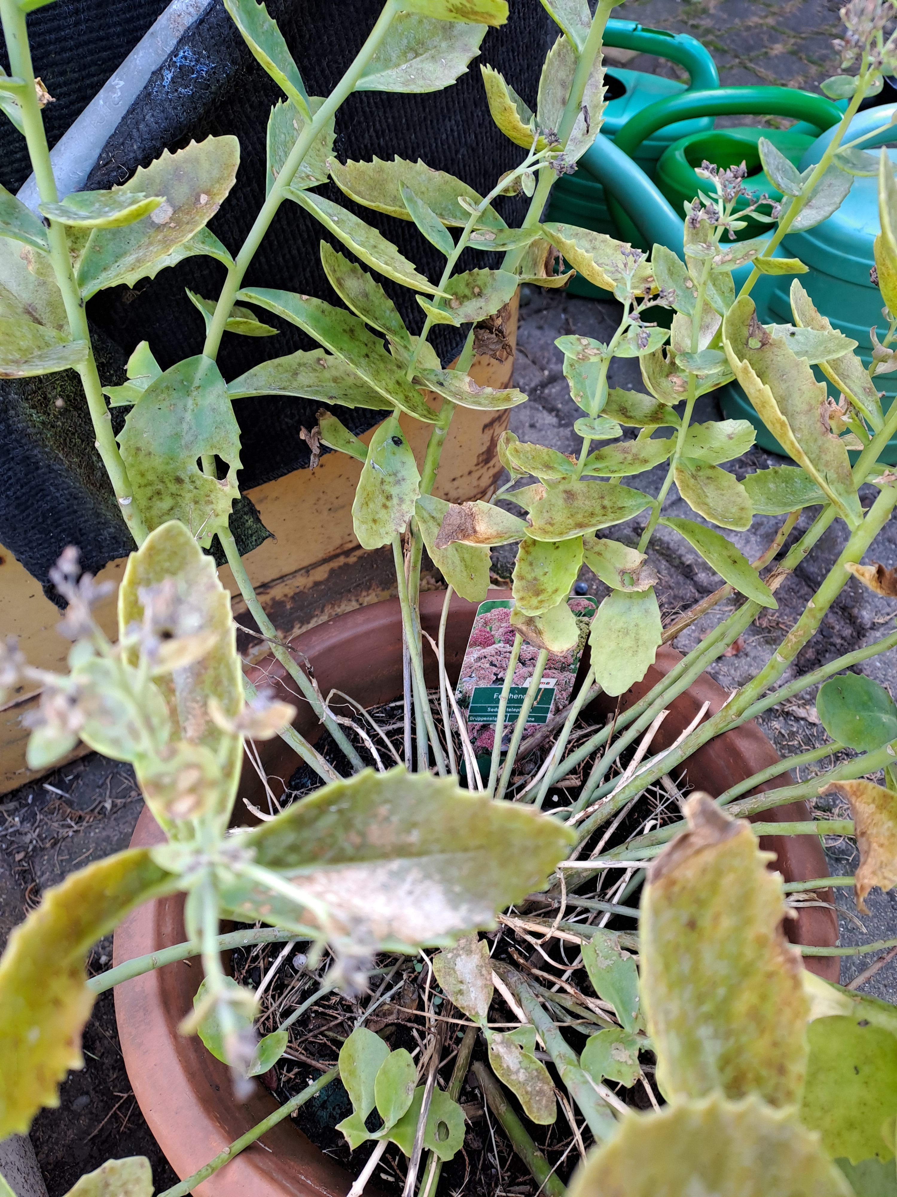 scindapsus treubii variegata Scindapsus treubii Moonlight Albo Variegata 4