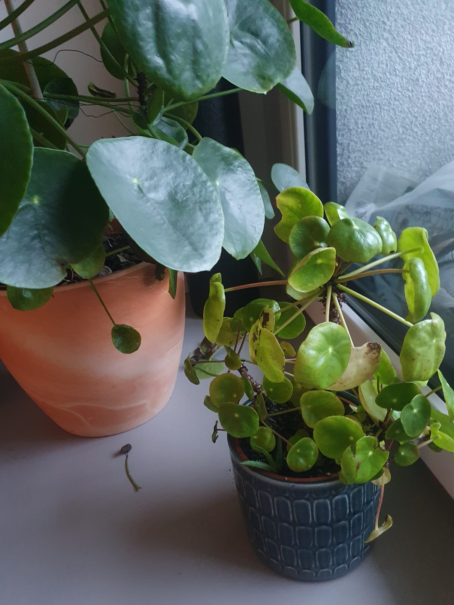 Gardify - Pilea Ufopflanze Blattverlust