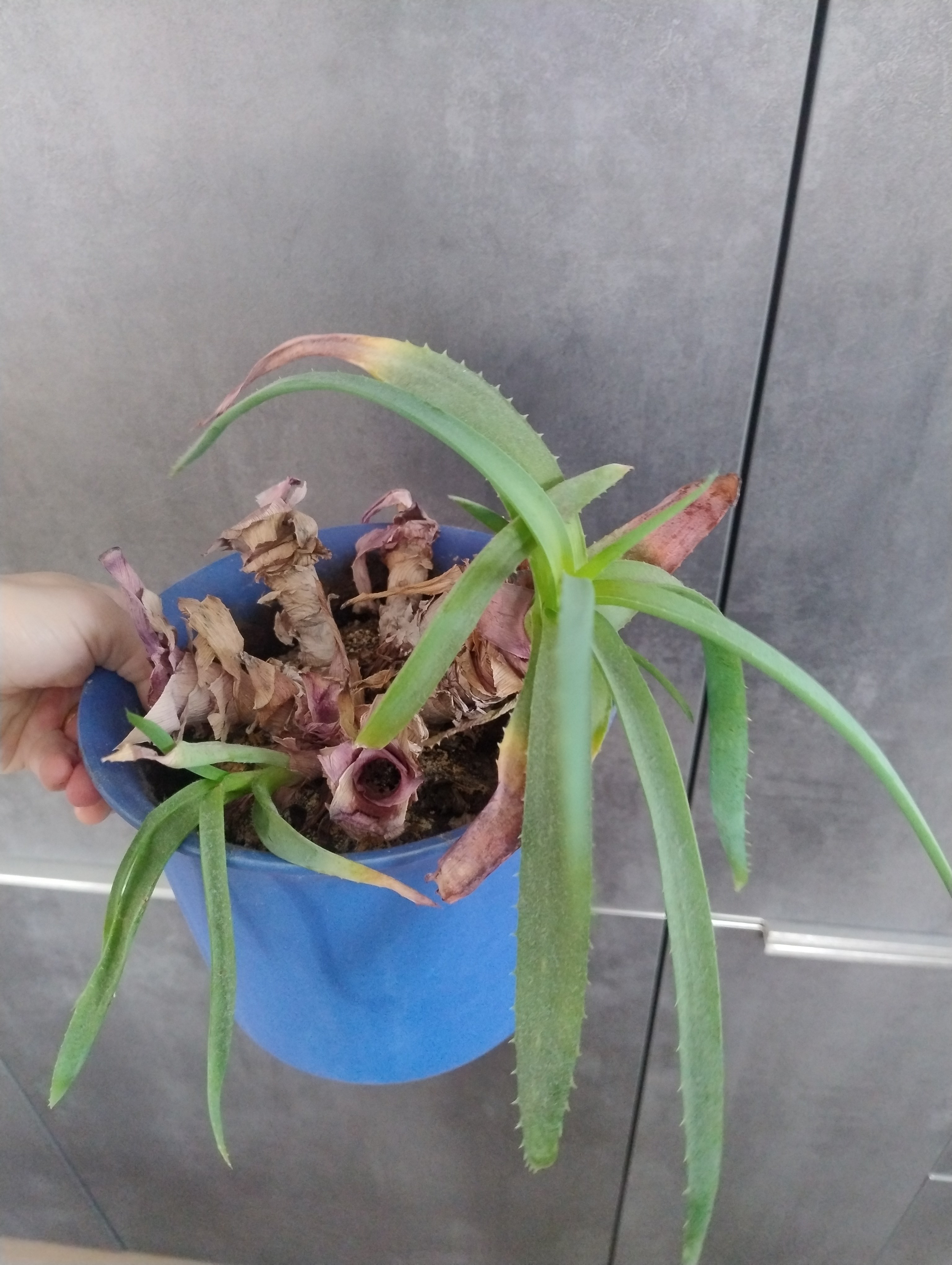 Gardify - Aloe vera Wasser/ Staunsse