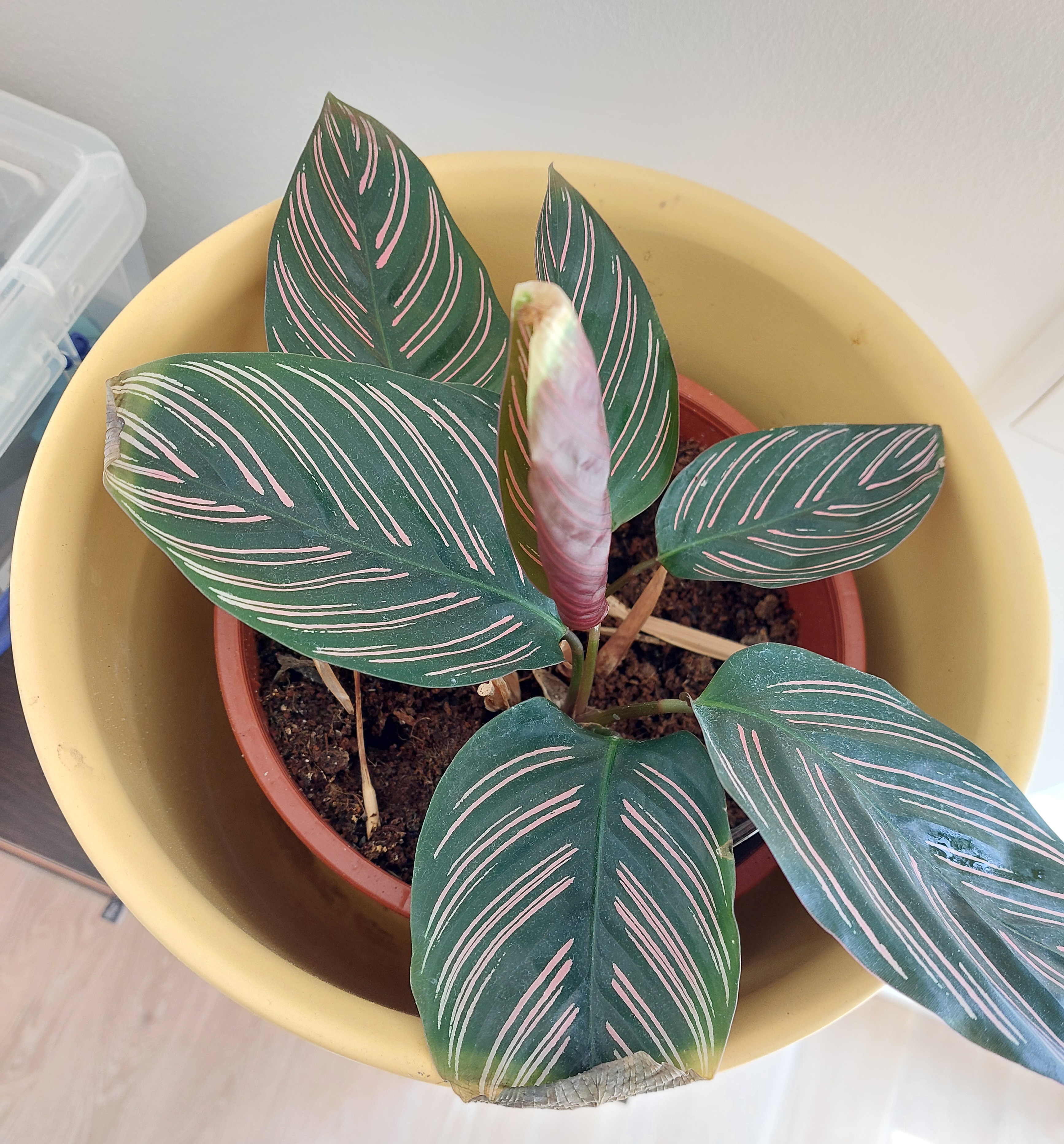 Gardify - Calathea, Korbmaranthe hat braune Blattspitzen