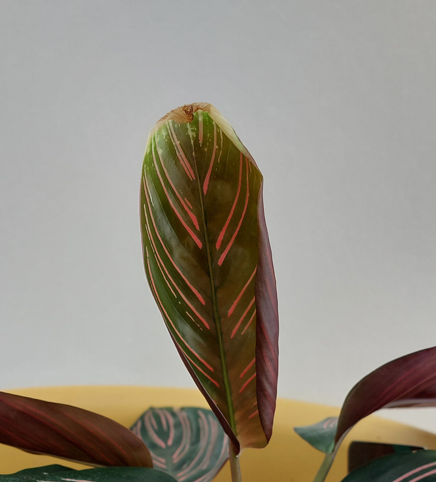 Gardify - Calathea, Korbmaranthe hat braune Blattspitzen