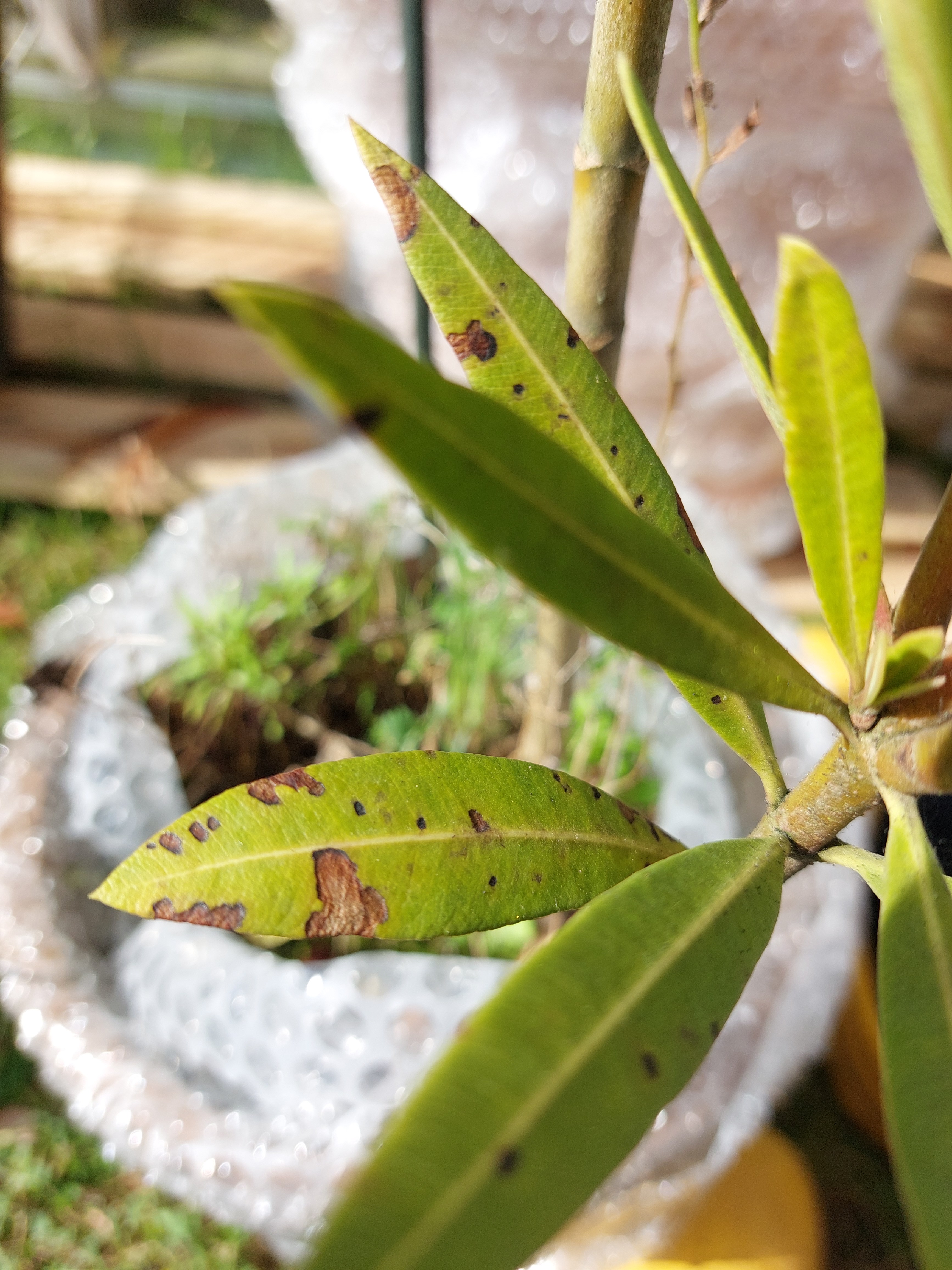 schismatoglottis variegata Schismatoglottis Albo – TerraFlora Global main image 1