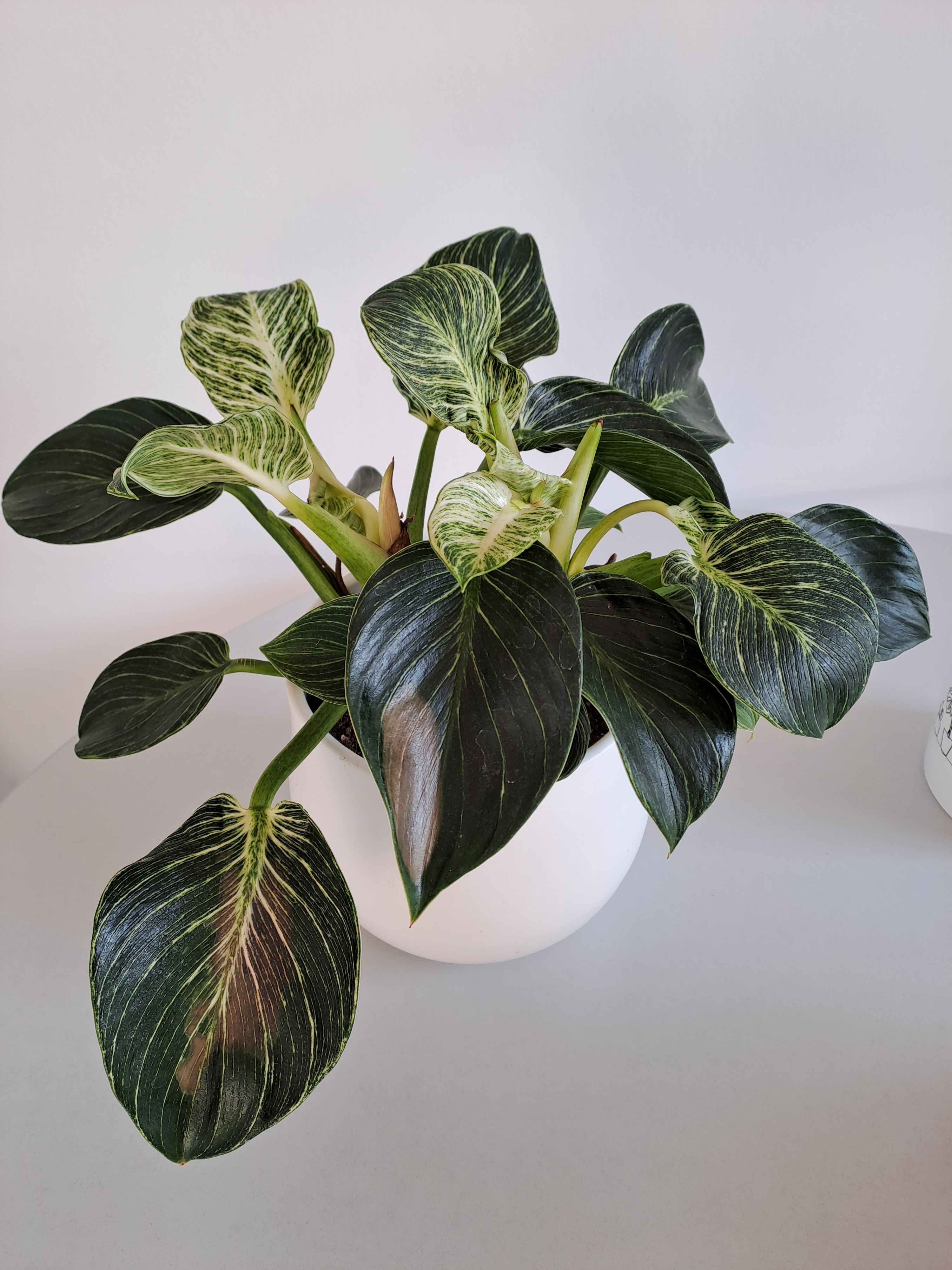 Gardify - Philodendron Braune Flecken auf den Blttern
