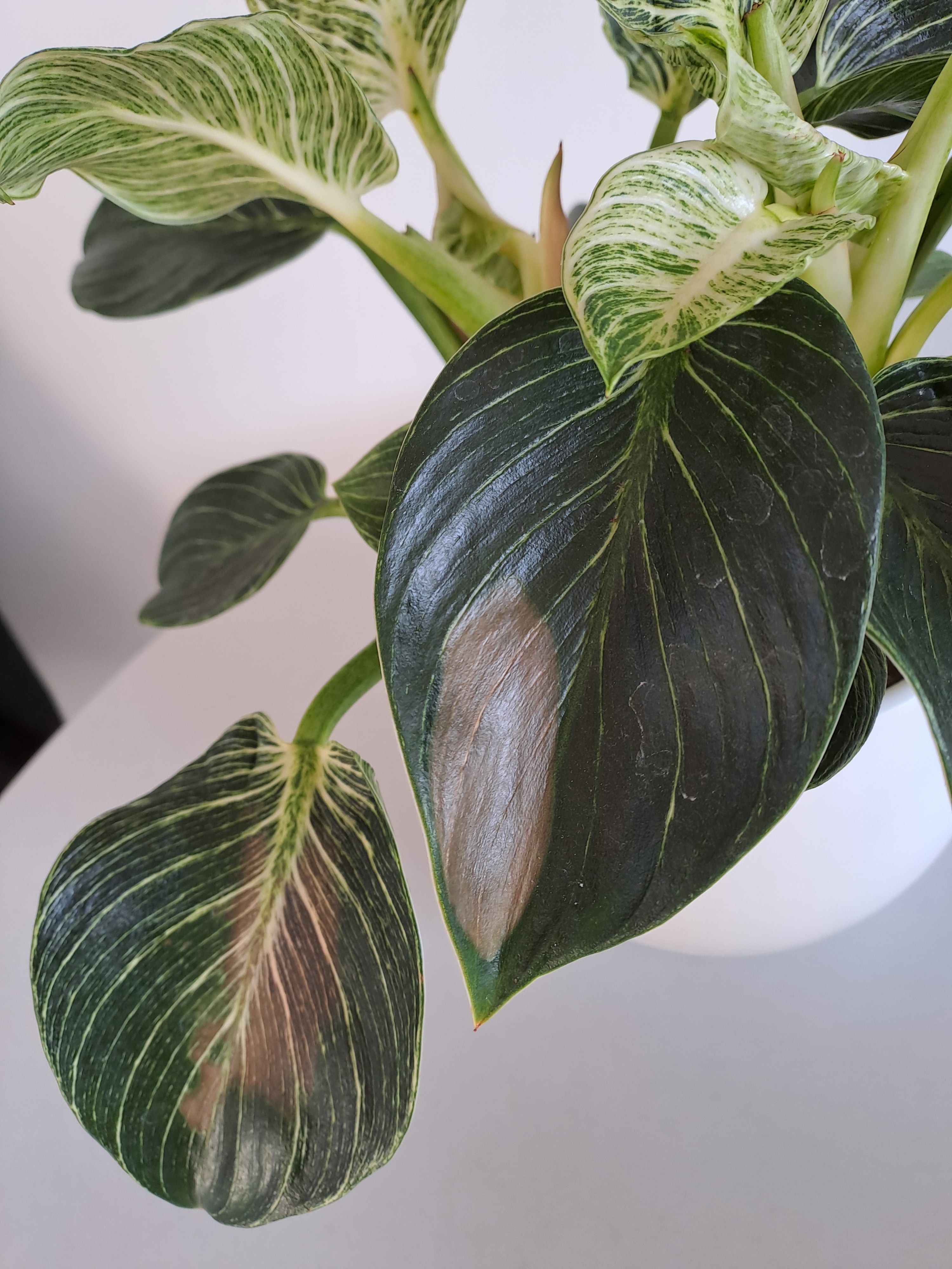 climbing fig plant Creeping Fig, Ficus Pumila Variegata, Climbing Fig, Creeping Ficus in 4  inch Pot main image 0