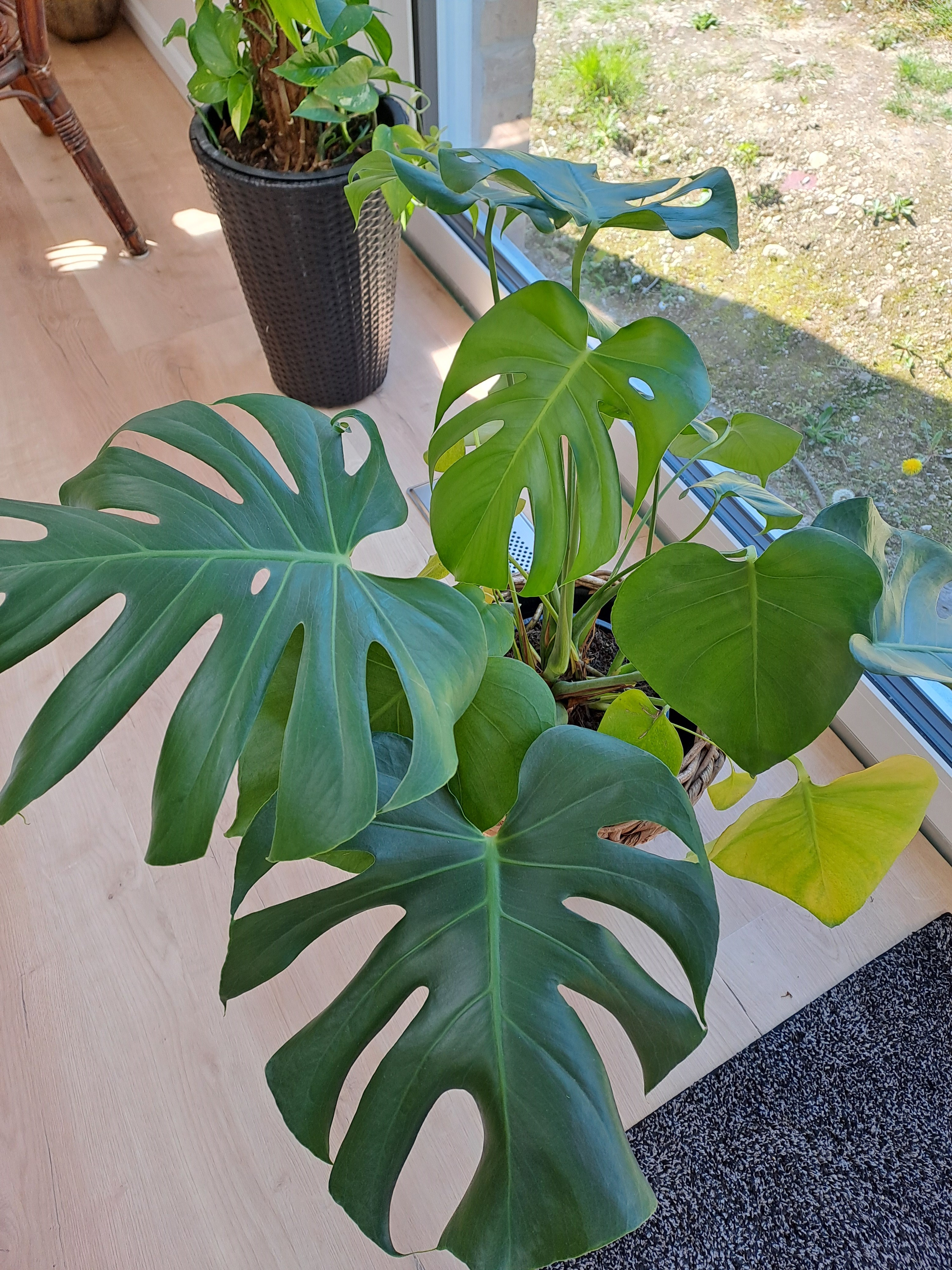 philodendron wall Gold Leaf Design Group Green Wall, Lime Philodendron Mix