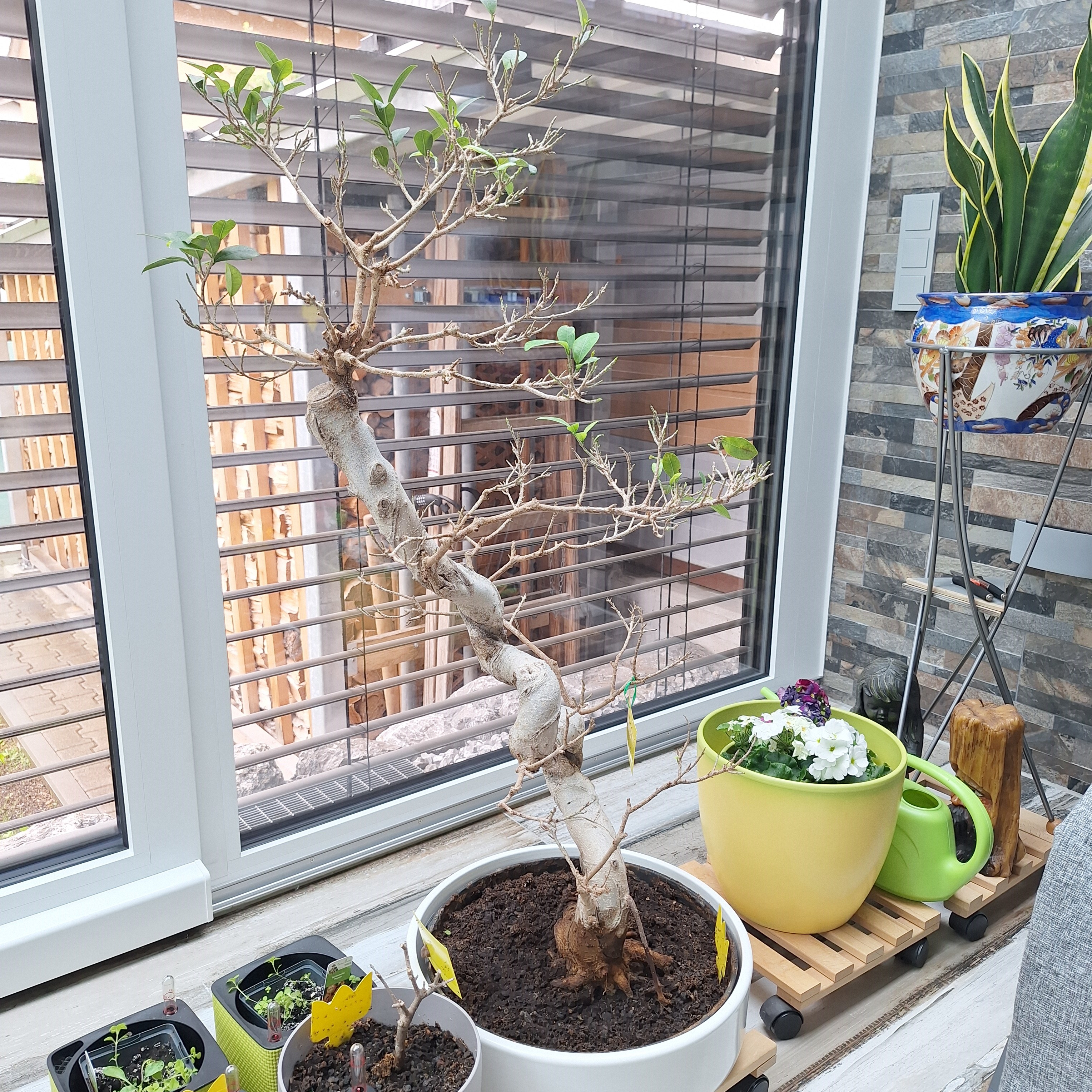 Gardify - Ficus microcarpa ginseng verliert Bltter