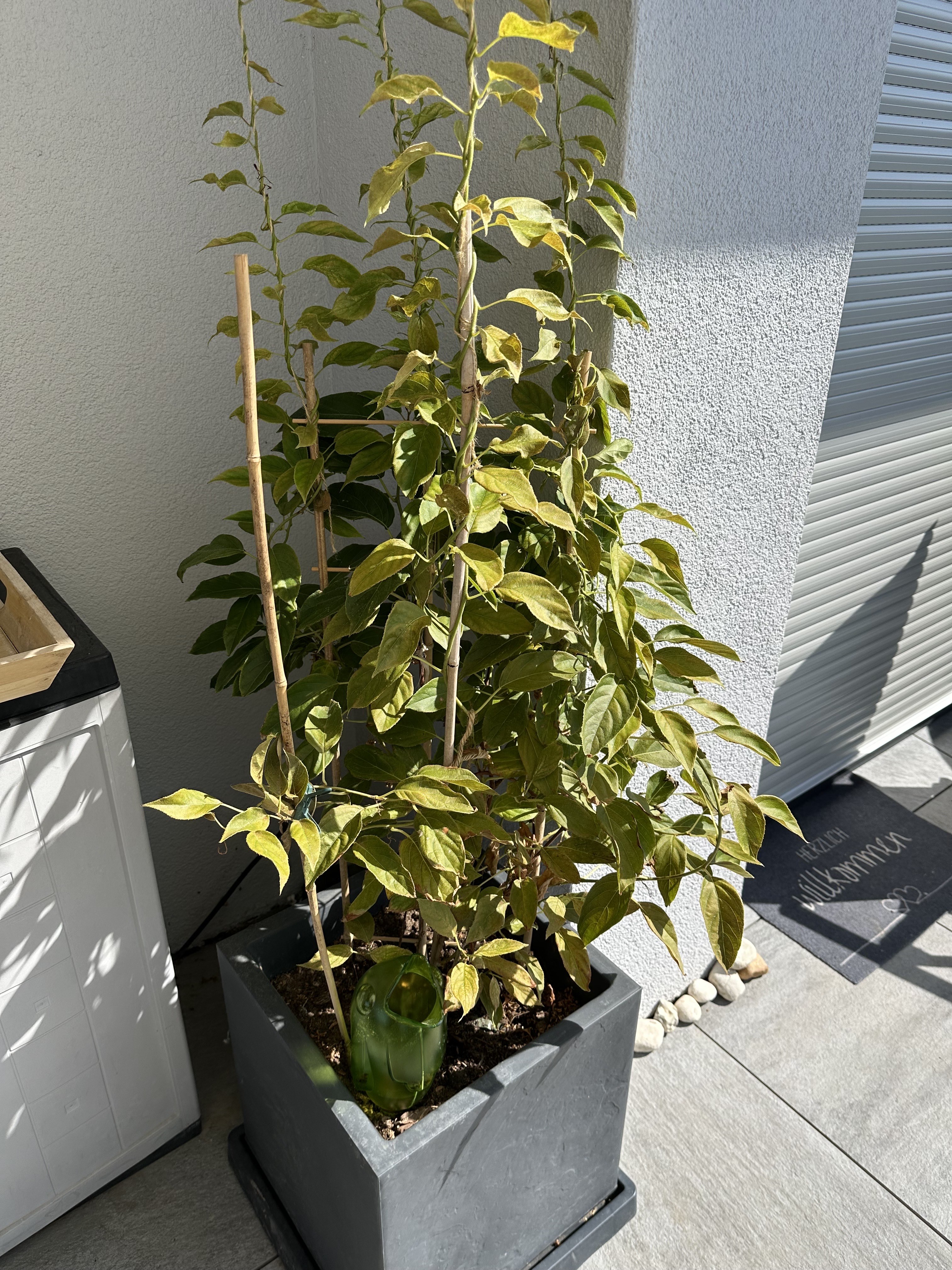 welchen dünger für olivenbaum Olivenbaum Dünger flüssig 5 Liter - Oliven Dünger main image 0