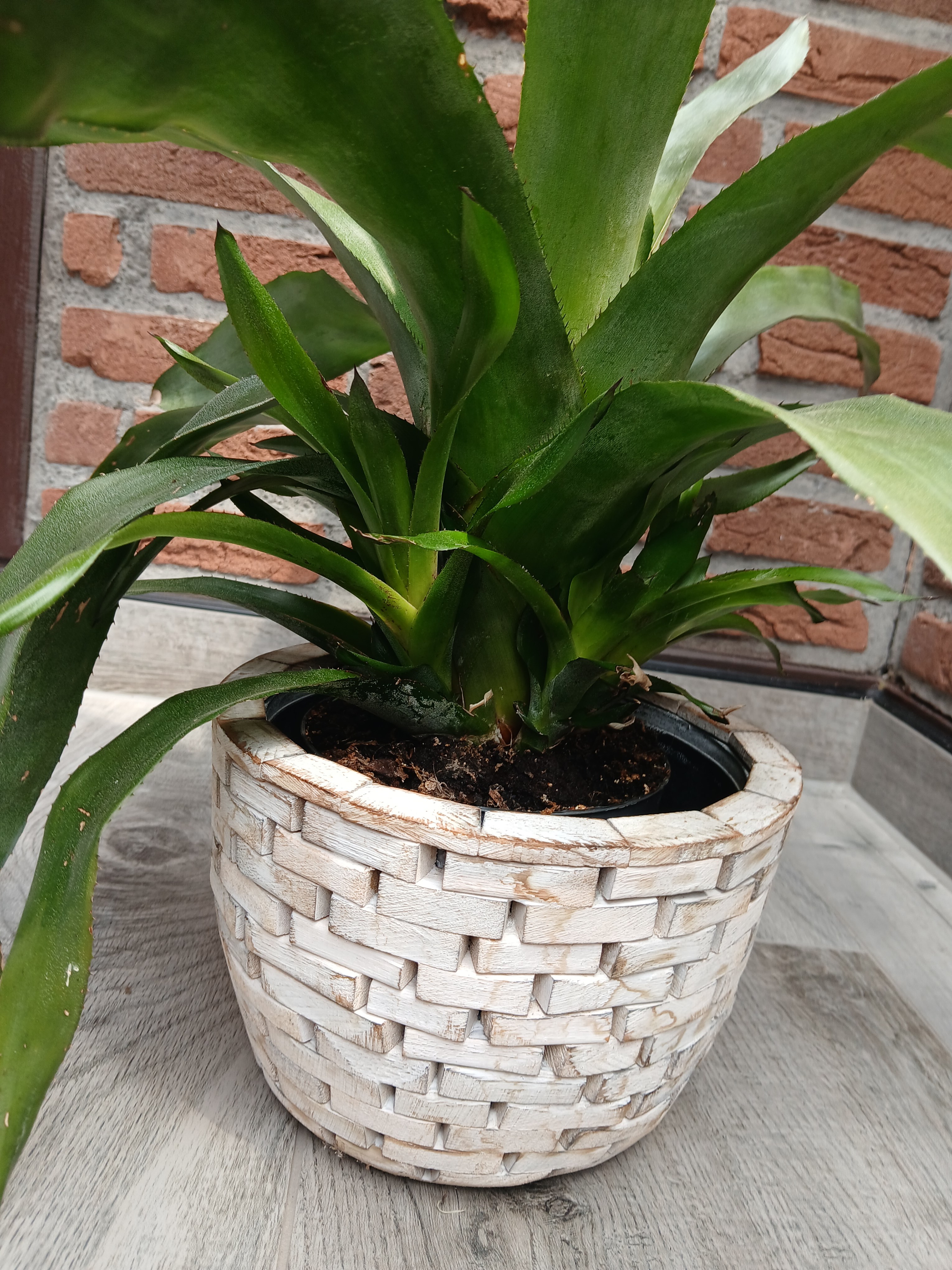 purple dracena Dracaena Marginata Magenta