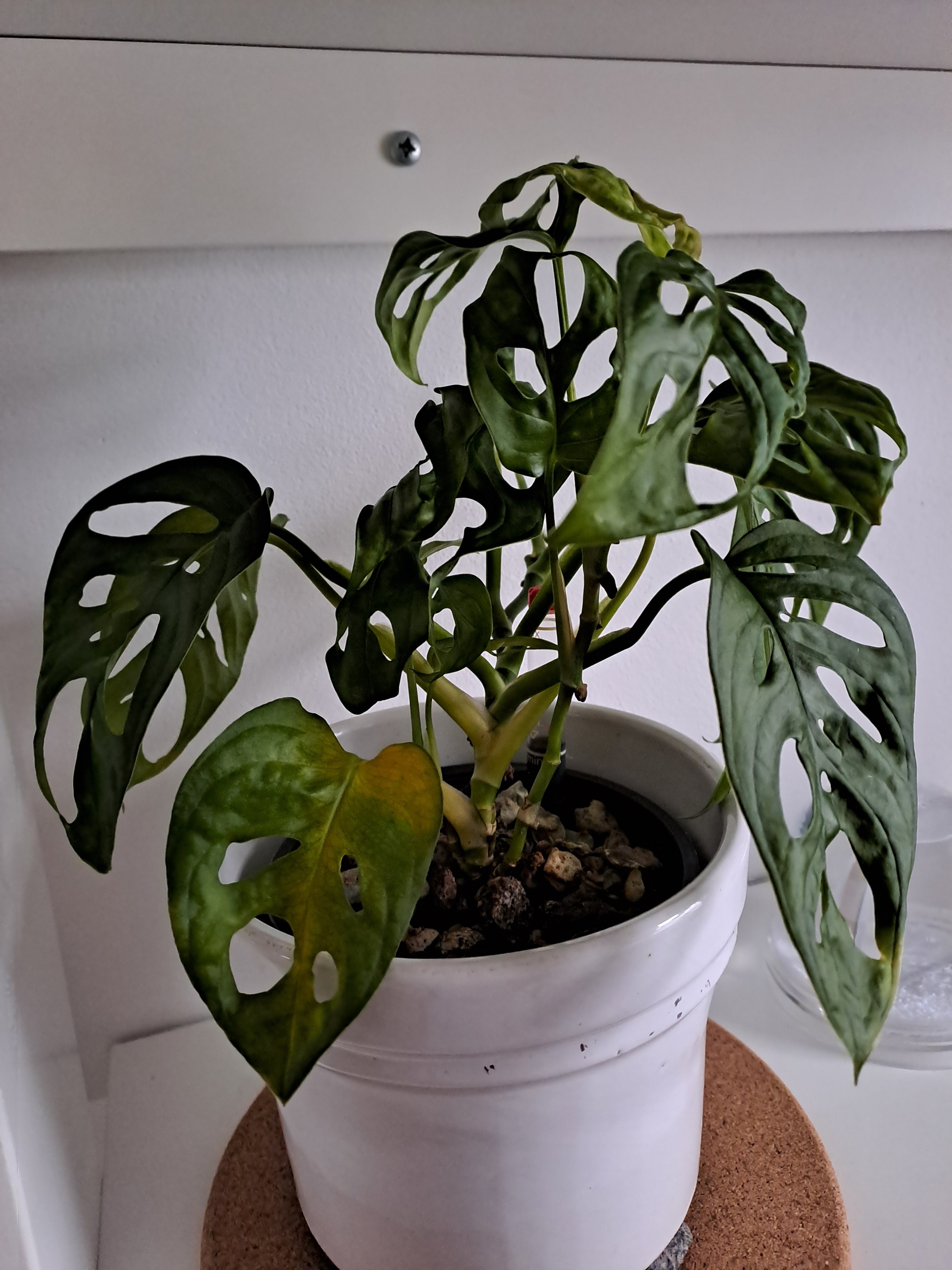 philodendron rio vs brasil Philodendron 'Rio' – UrbanJungleSydney main image 1