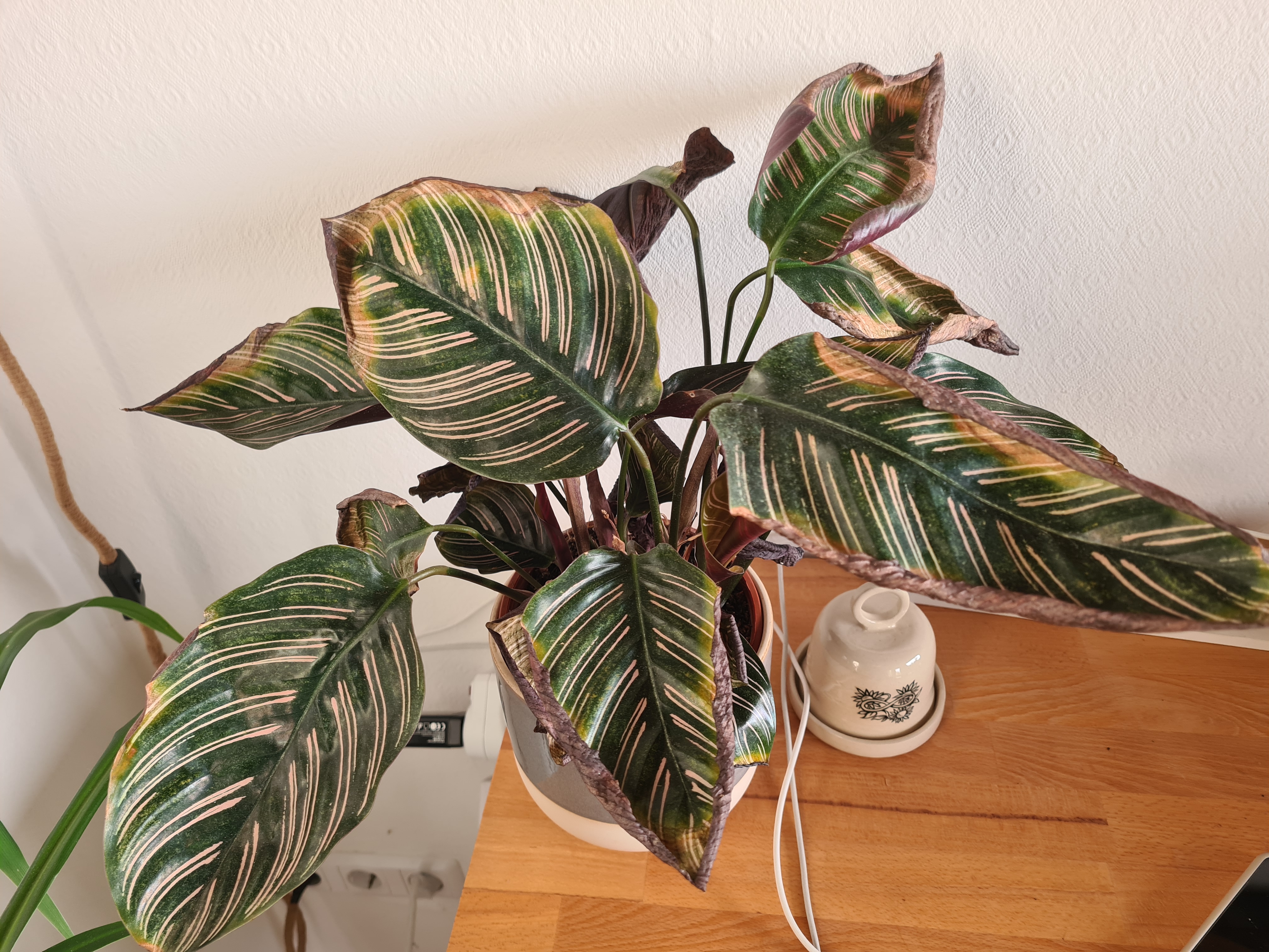 Gardify - Calathea rollt Bltter ein, braune Blattrnder