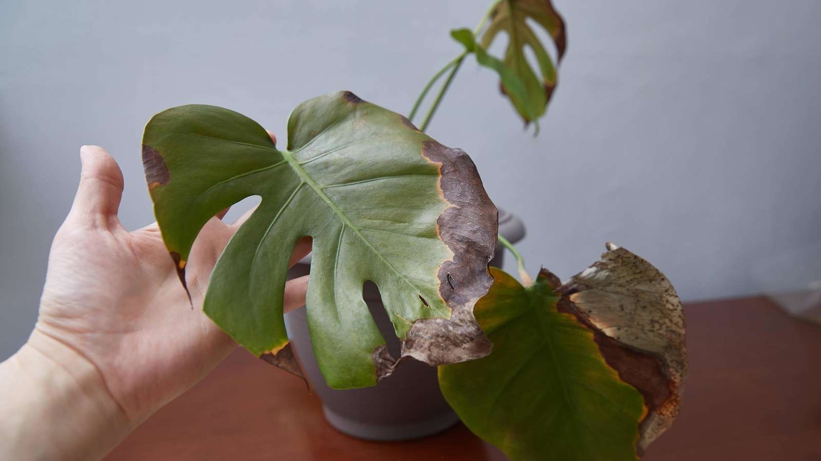Gardify - Monstera deliciosa braune Blattrnder
