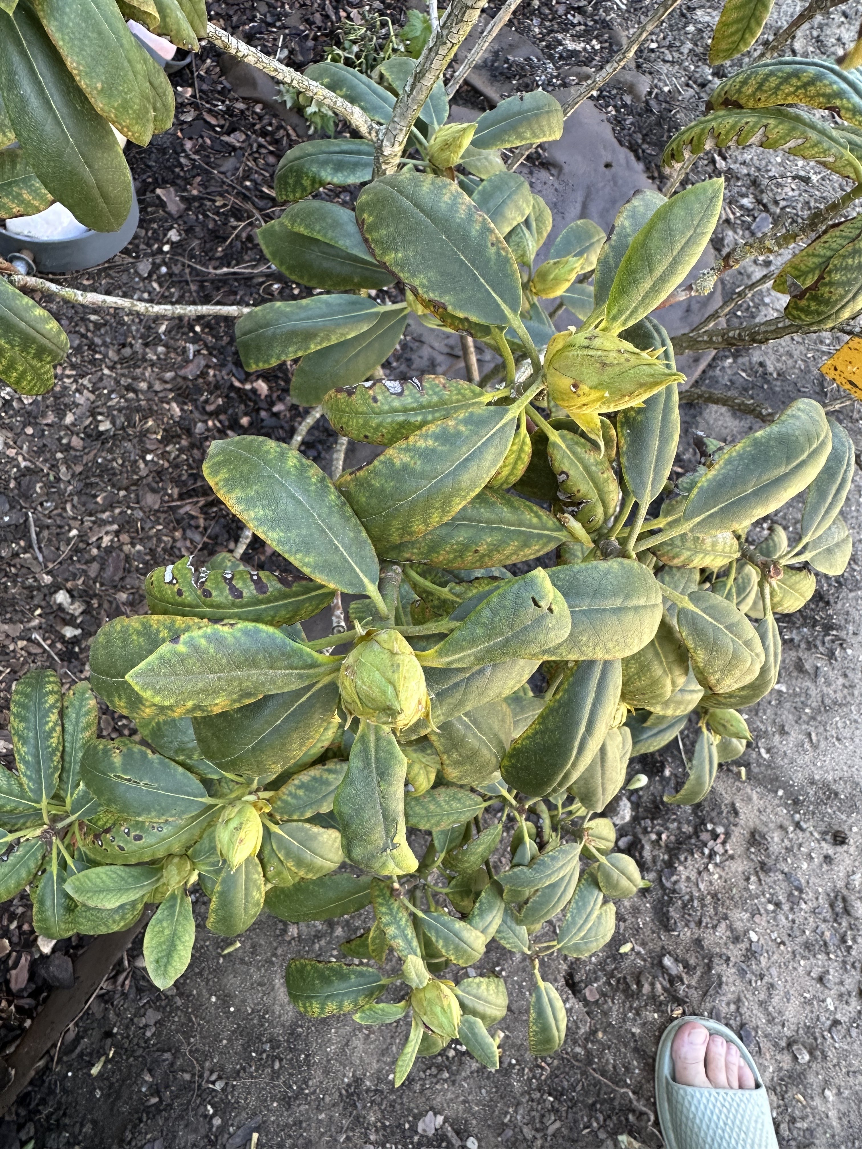 Gardify - Rhododendron mit Mangelerscheinungen - Eisenmangel?