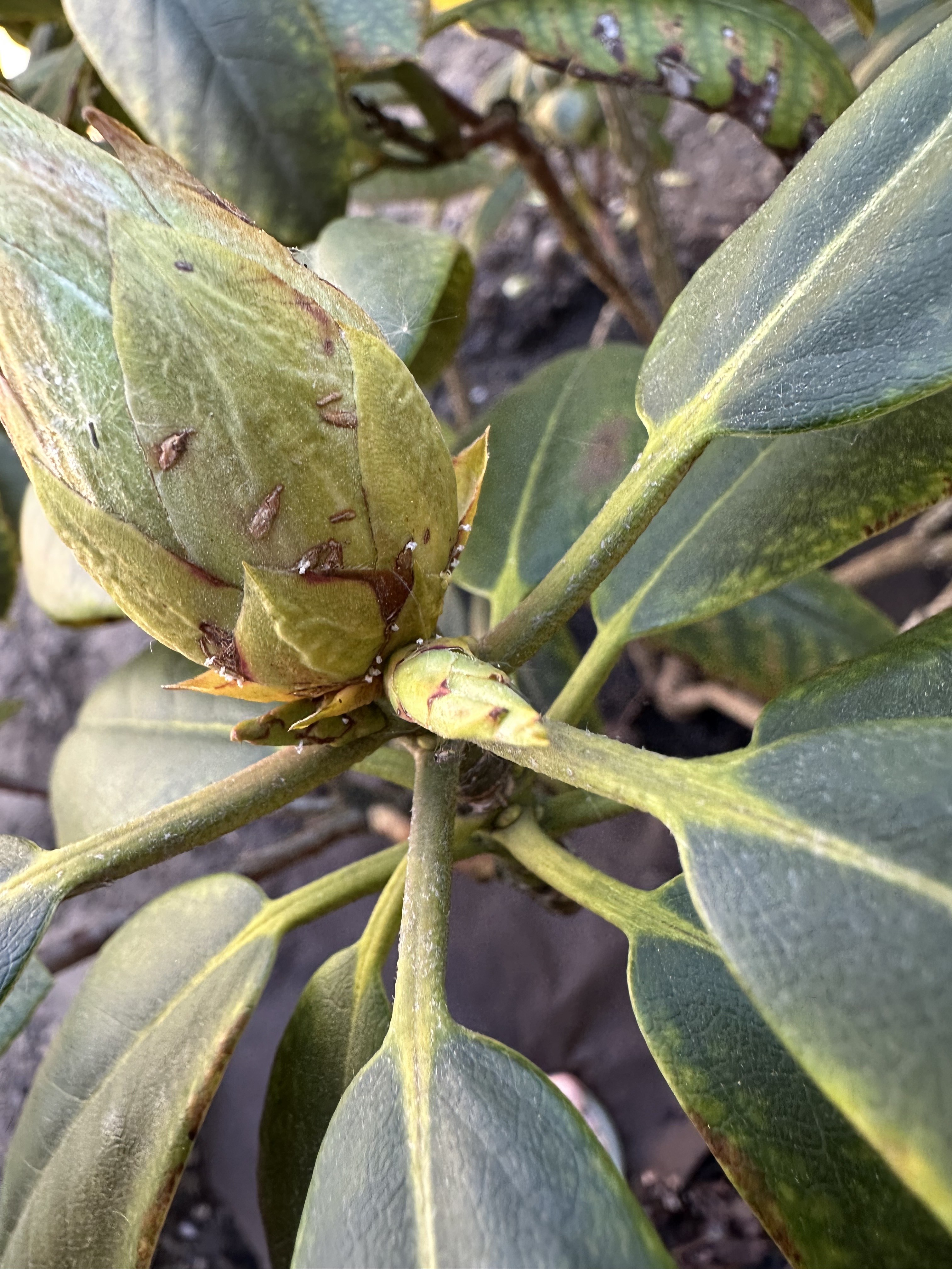 Gardify - Rhododendron mit Mangelerscheinungen - Eisenmangel?