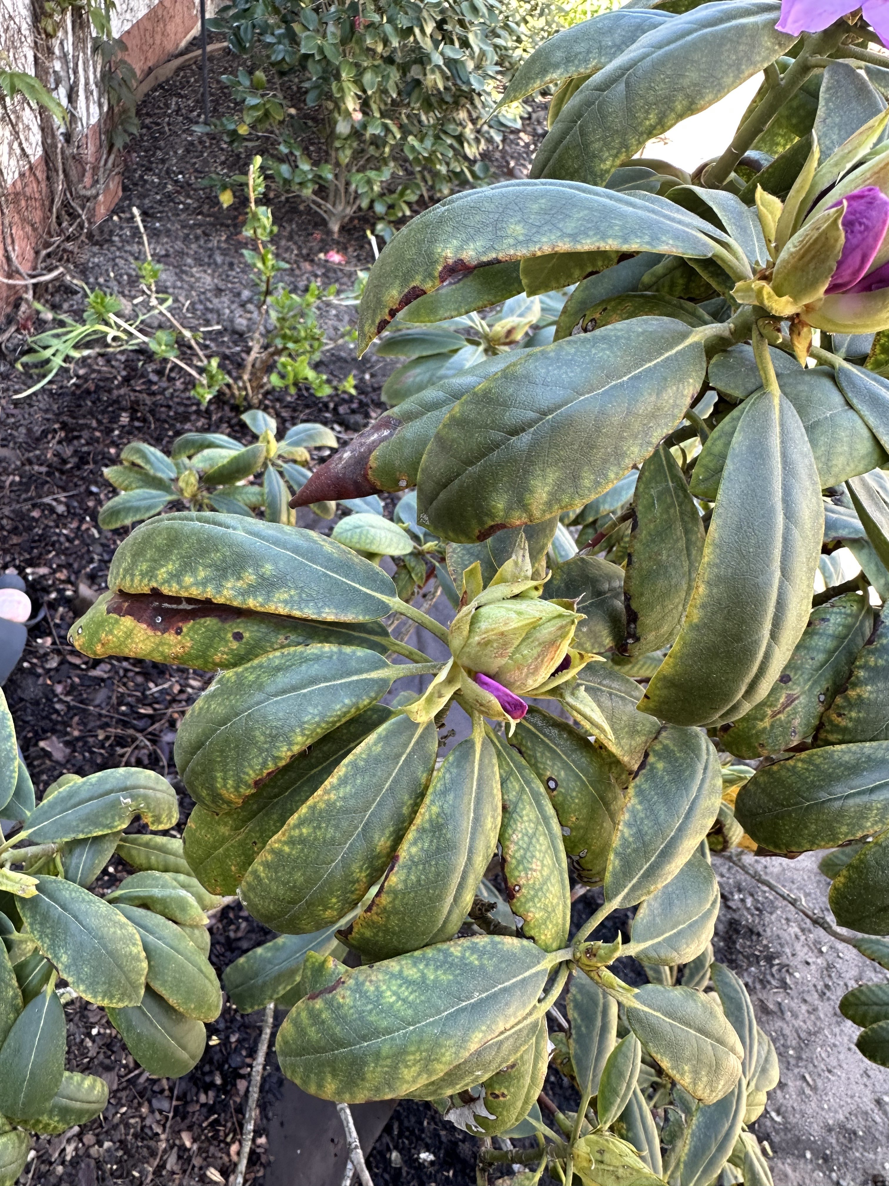 Gardify - Rhododendron mit Mangelerscheinungen - Eisenmangel?