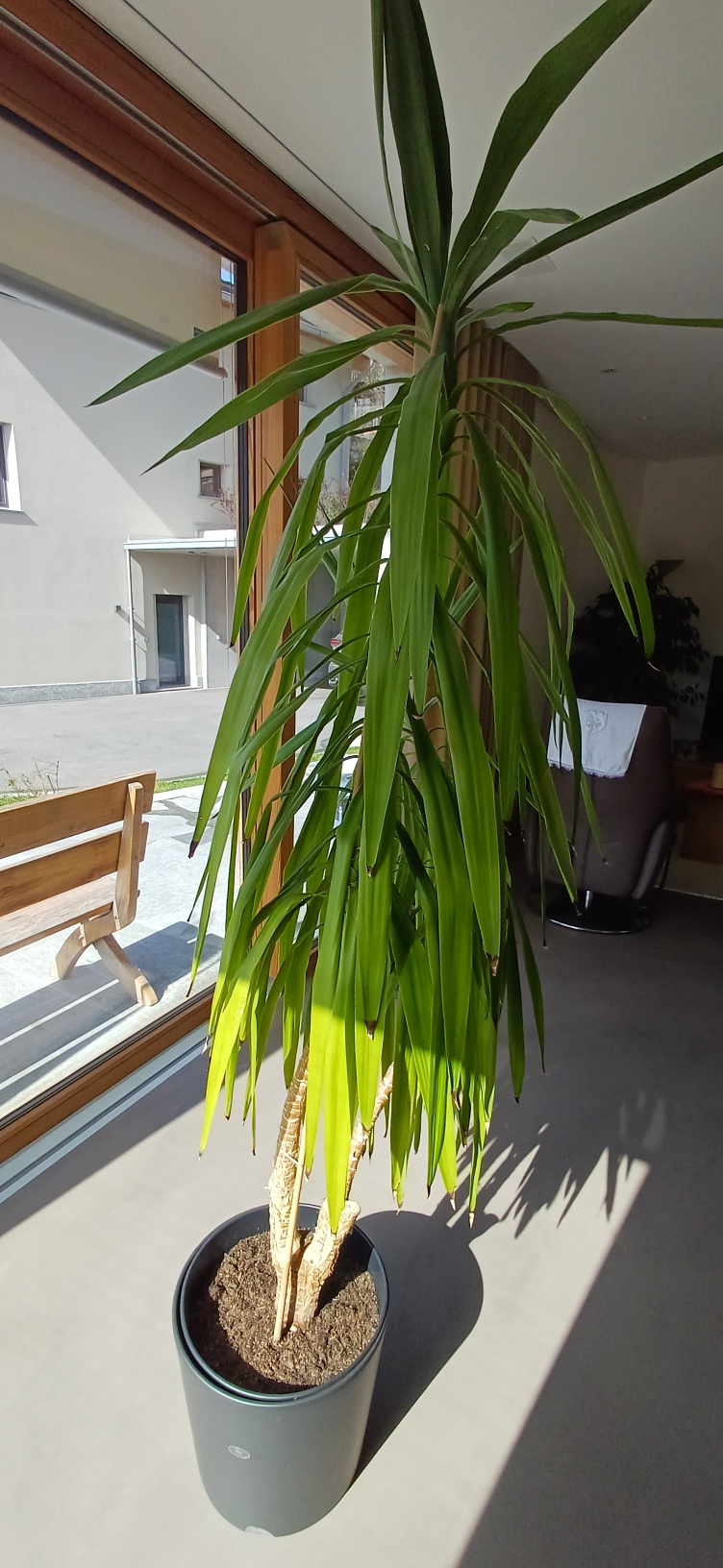 Gardify - yucca elephantipes hngende Bltter braune Spitzen