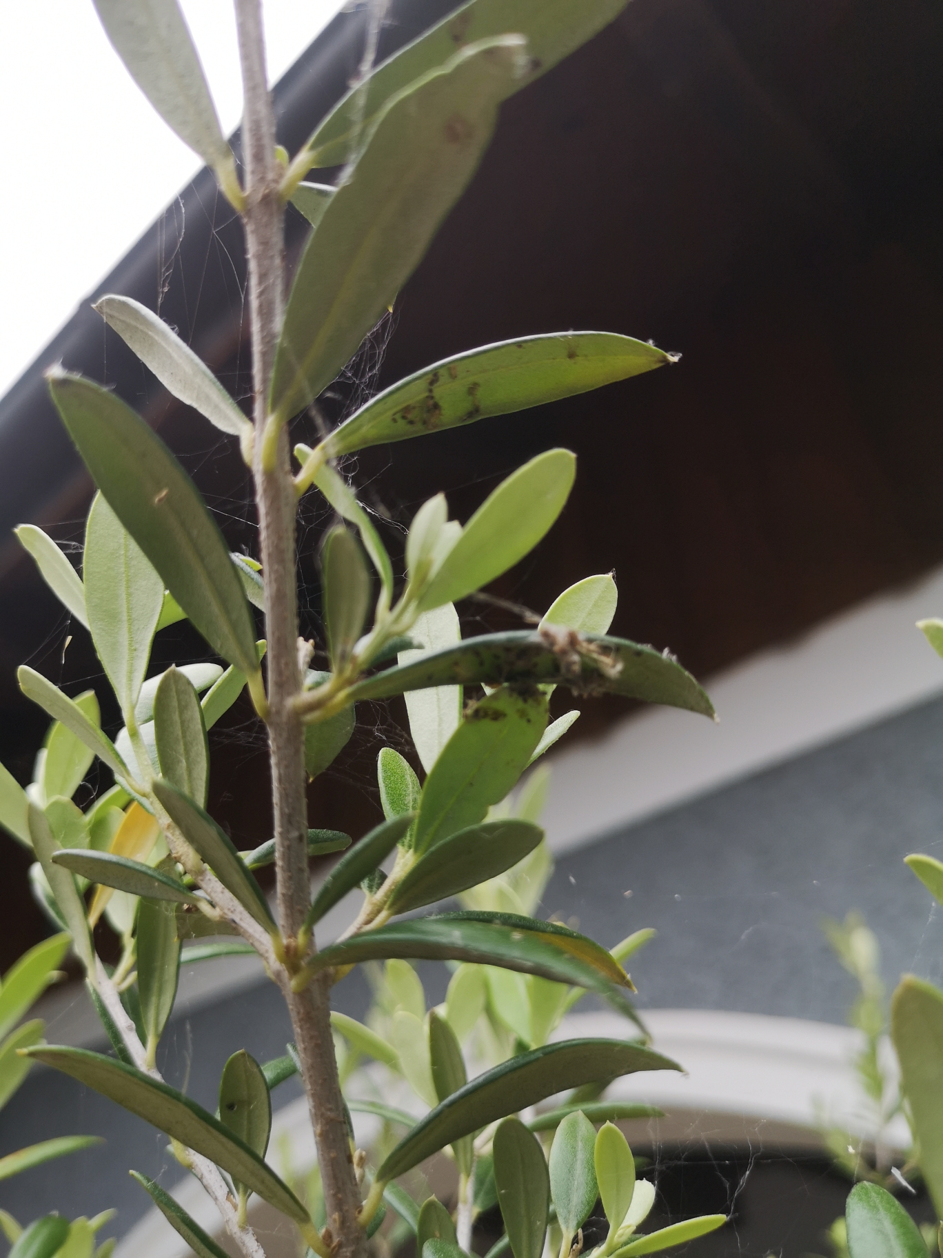 thuja im topf umpflanzen Thuja 