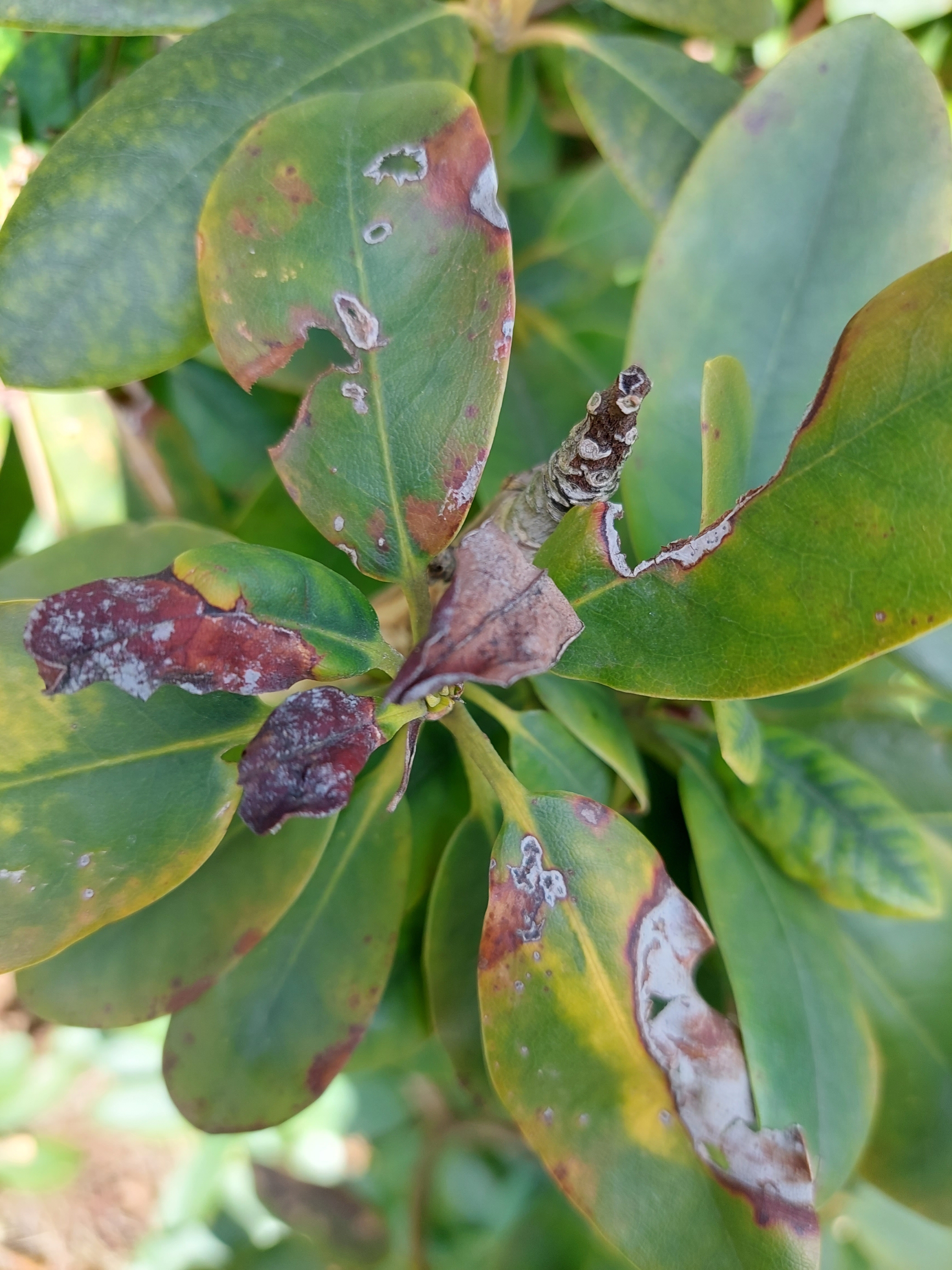 Gardify - Rhododendron Triebsterben
