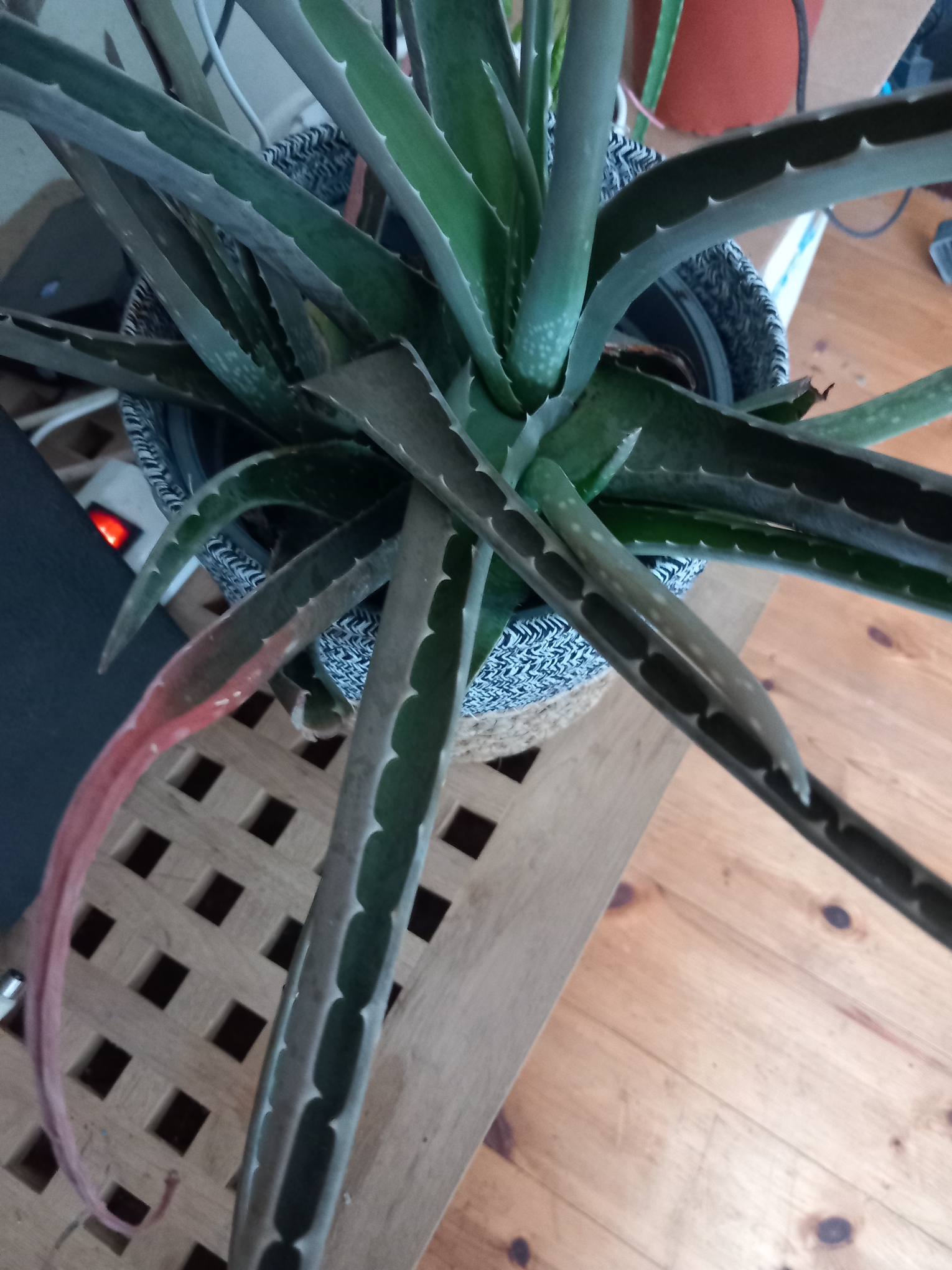 Gardify - Aloe Pflegezustand Wasser Allgemeine Pflege