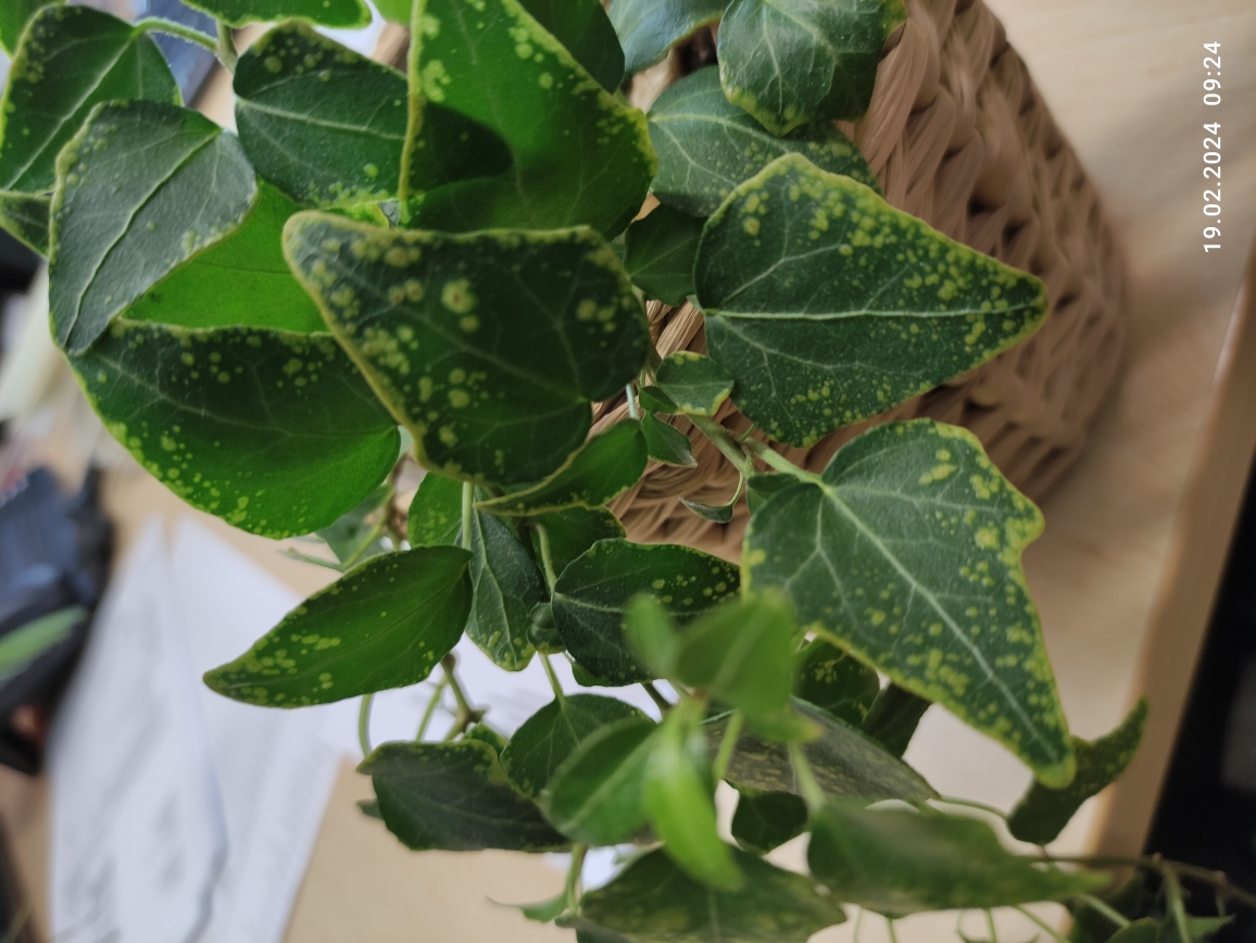 glücksfeder raumklima Glücksfeder kaufen | Zamioculcas