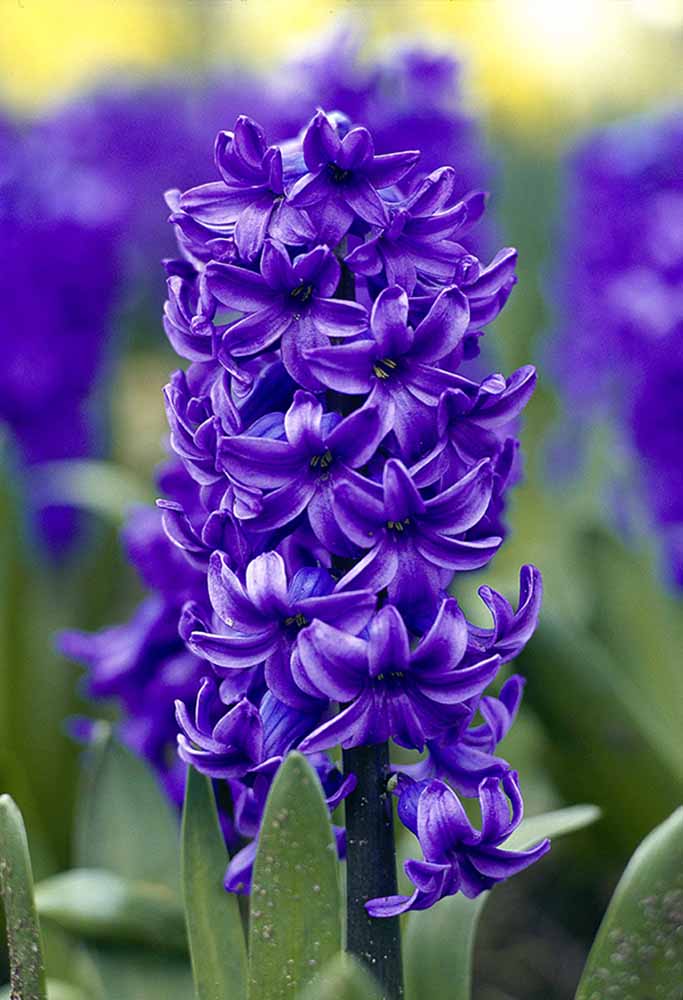 Hyazinthe Botanischer Name