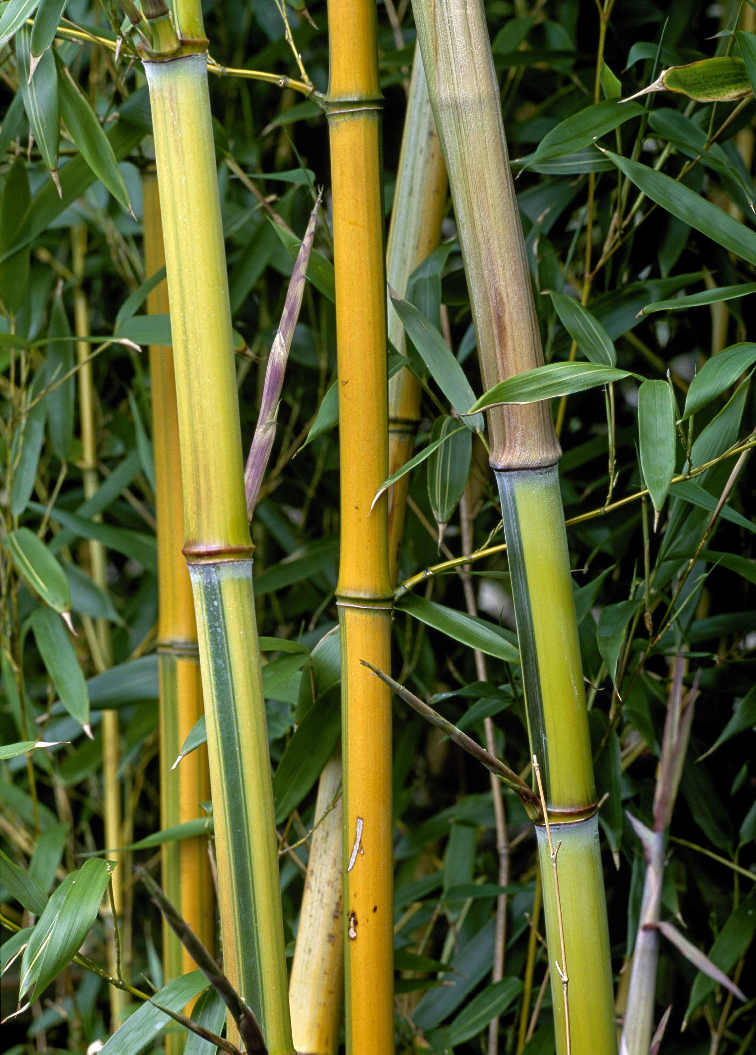 Japanischer Gold-Bambus - Gardify