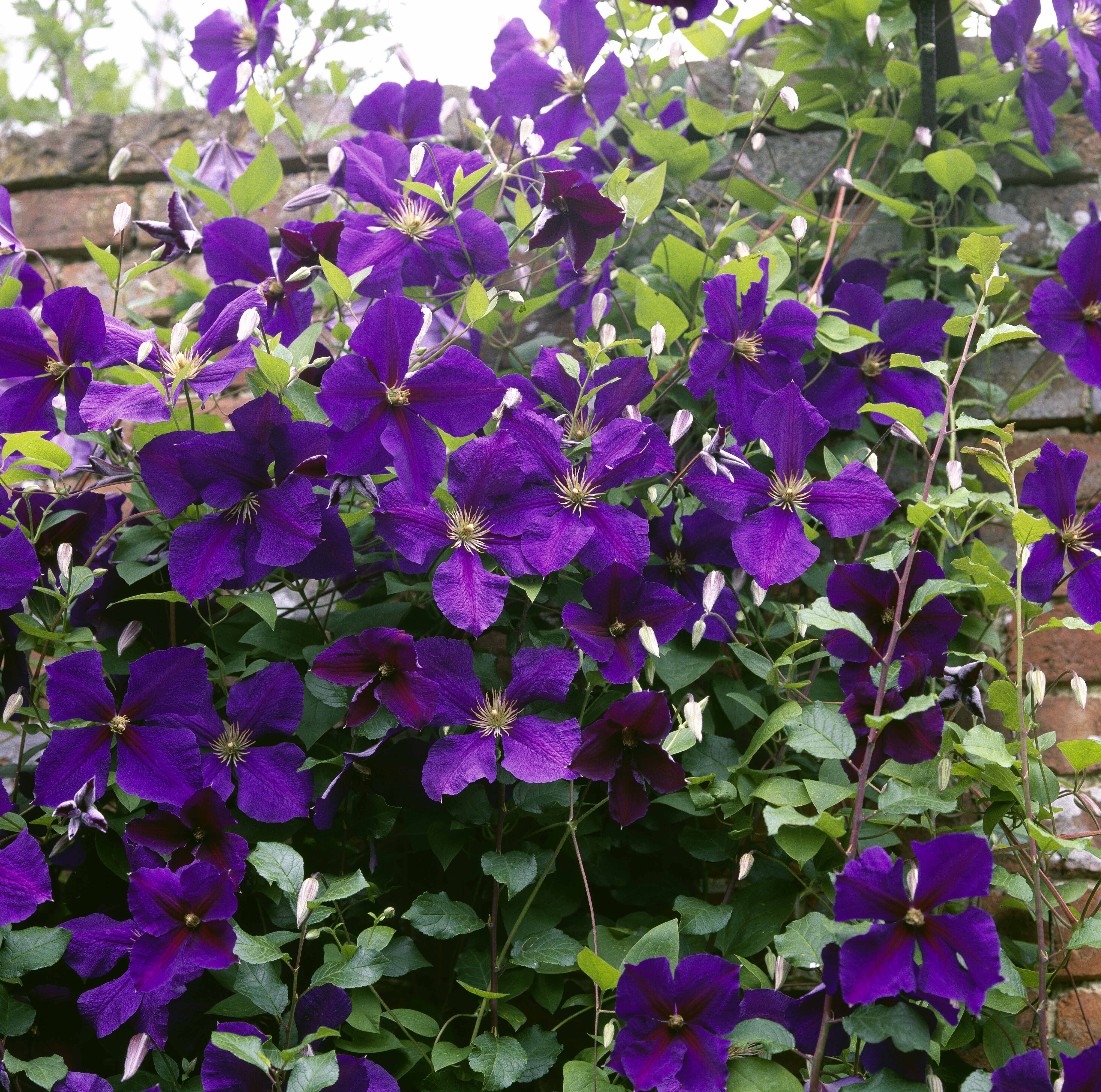 Gardify - Clematis 'Jackmanii Superba'