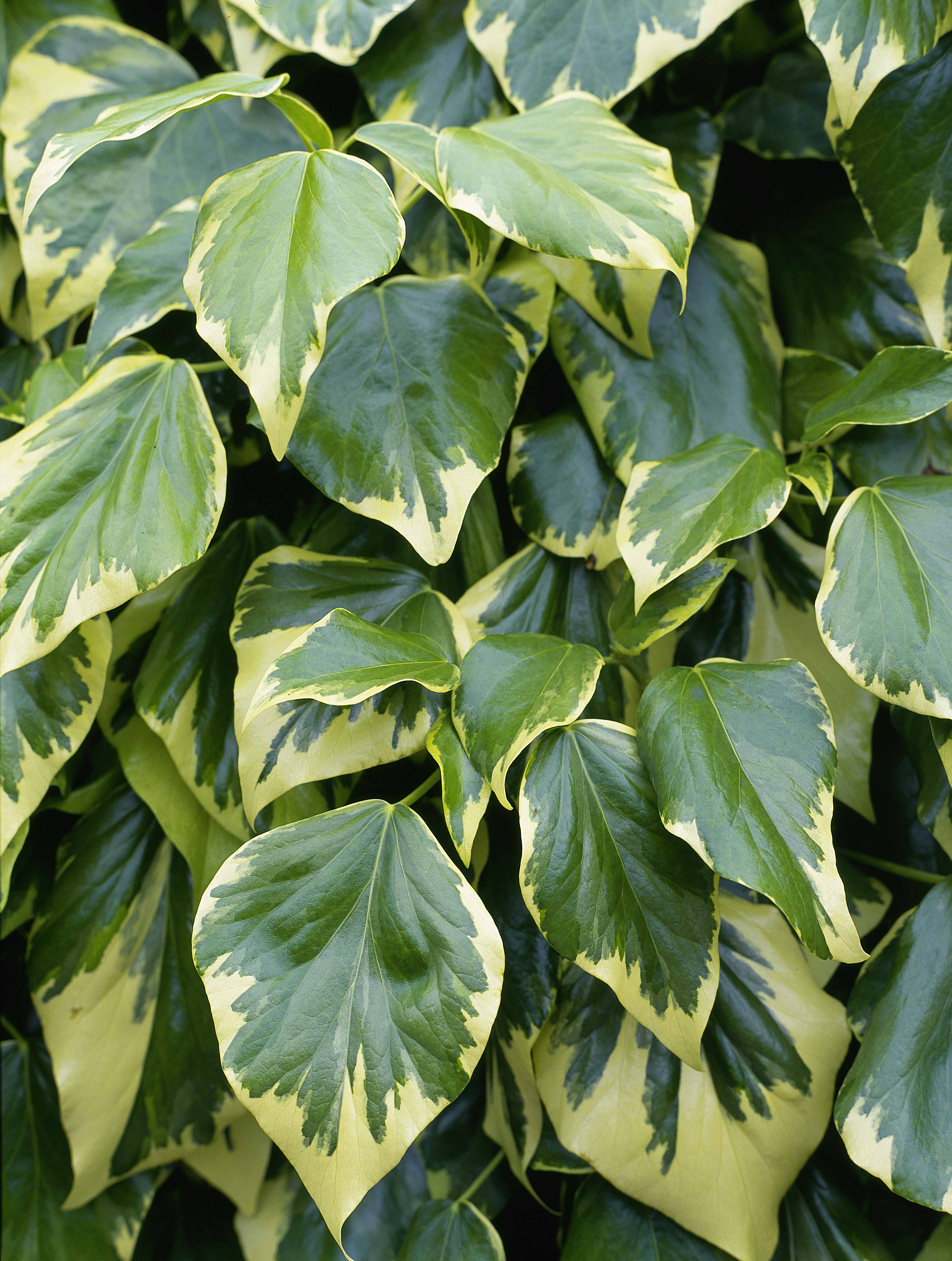 efeutute verzweigen Efeutute drapiert inklusive Moosstab – We are plants main image 1
