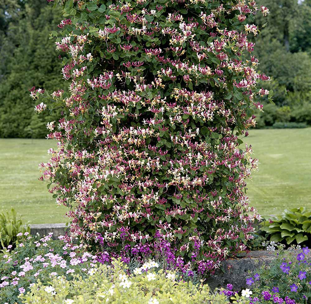 Gardify - Wald-Geischlinge 'Belgica Select'