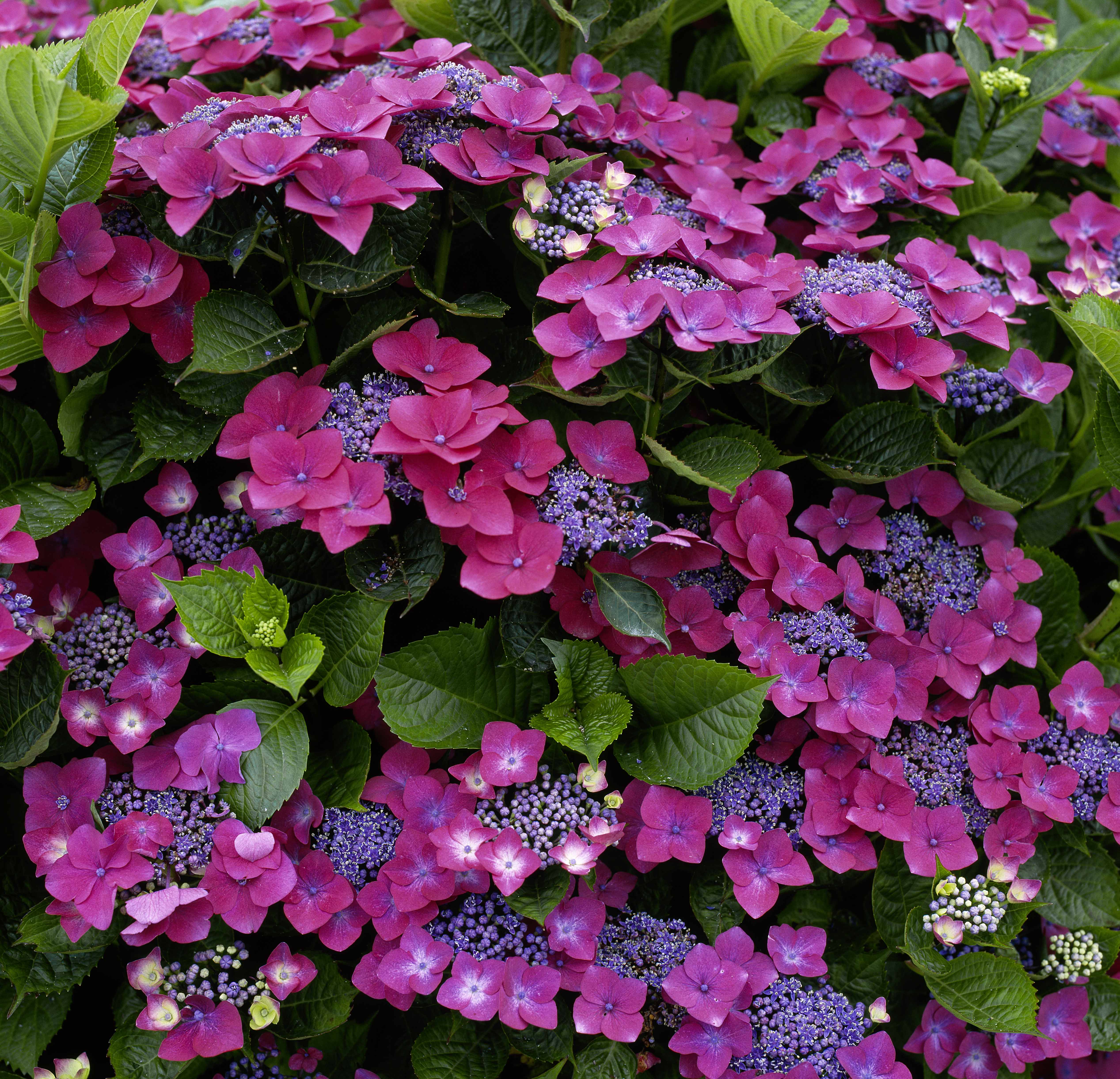 tellerhortensie dngen Tellerhortensie blau - Hydrangea macrophylla teller blue