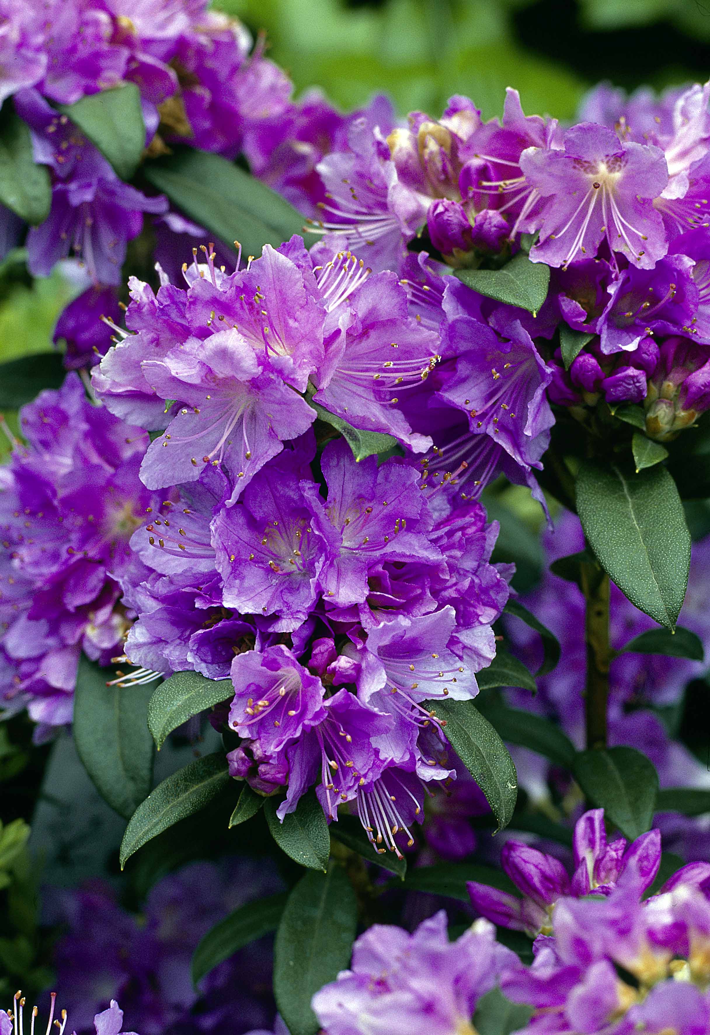 Gardify - Kleinblttriger Rhododendron 'Blue Tit Magor'