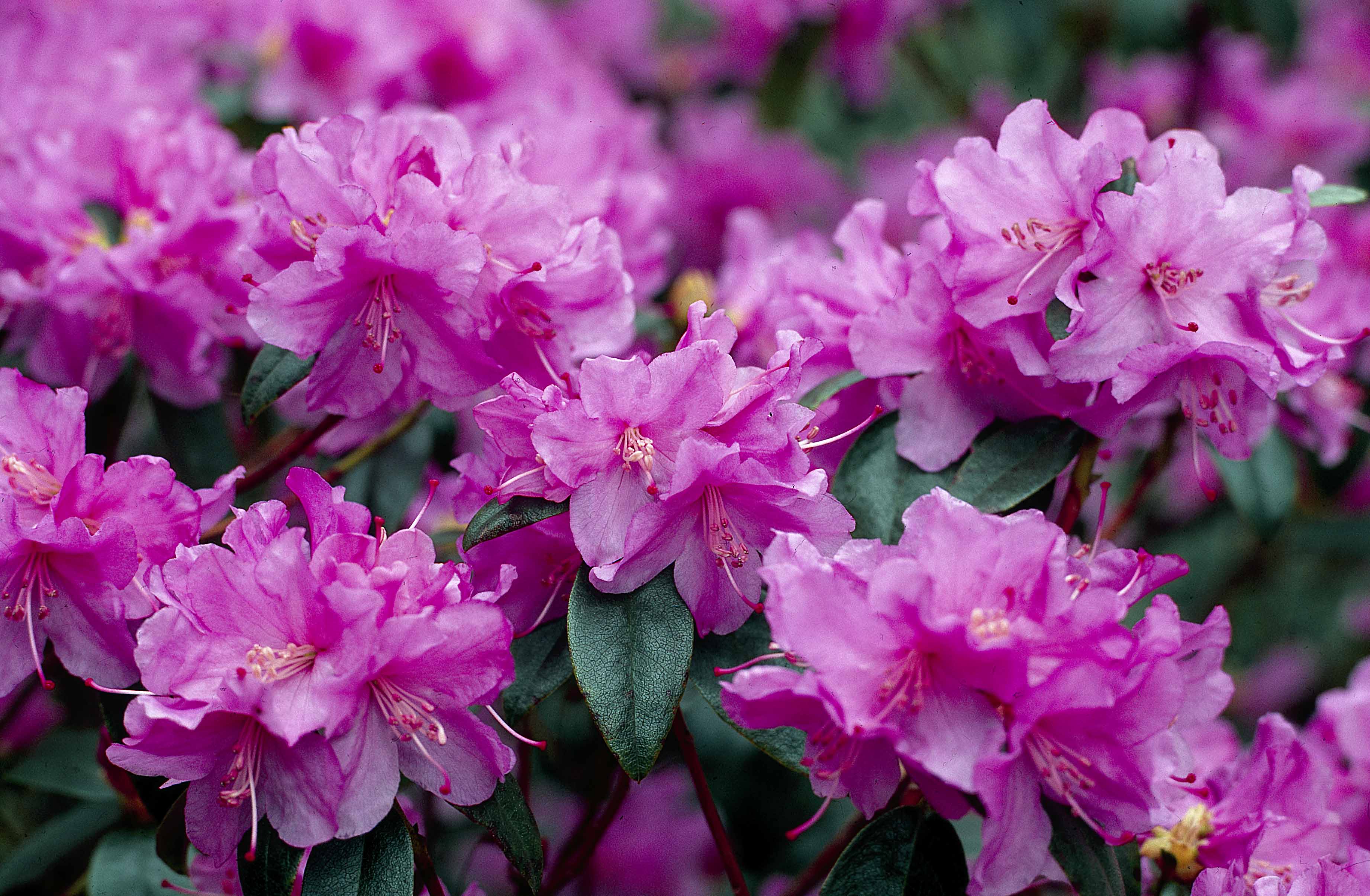 Gardify - Vorfrhlings-Rhododendron 'Praecox'