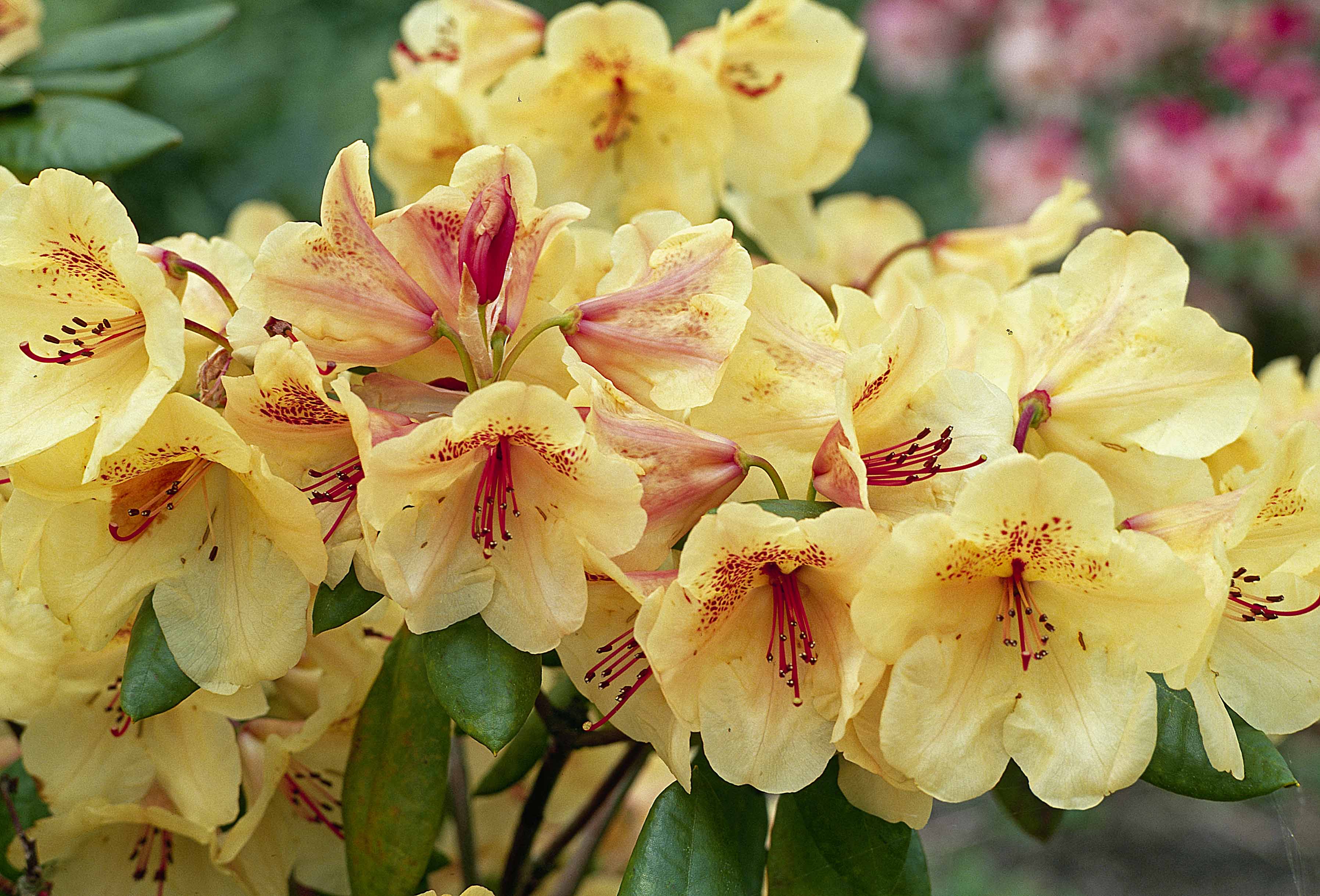 Gardify - Rhododendron-Hybride 'Viscy'