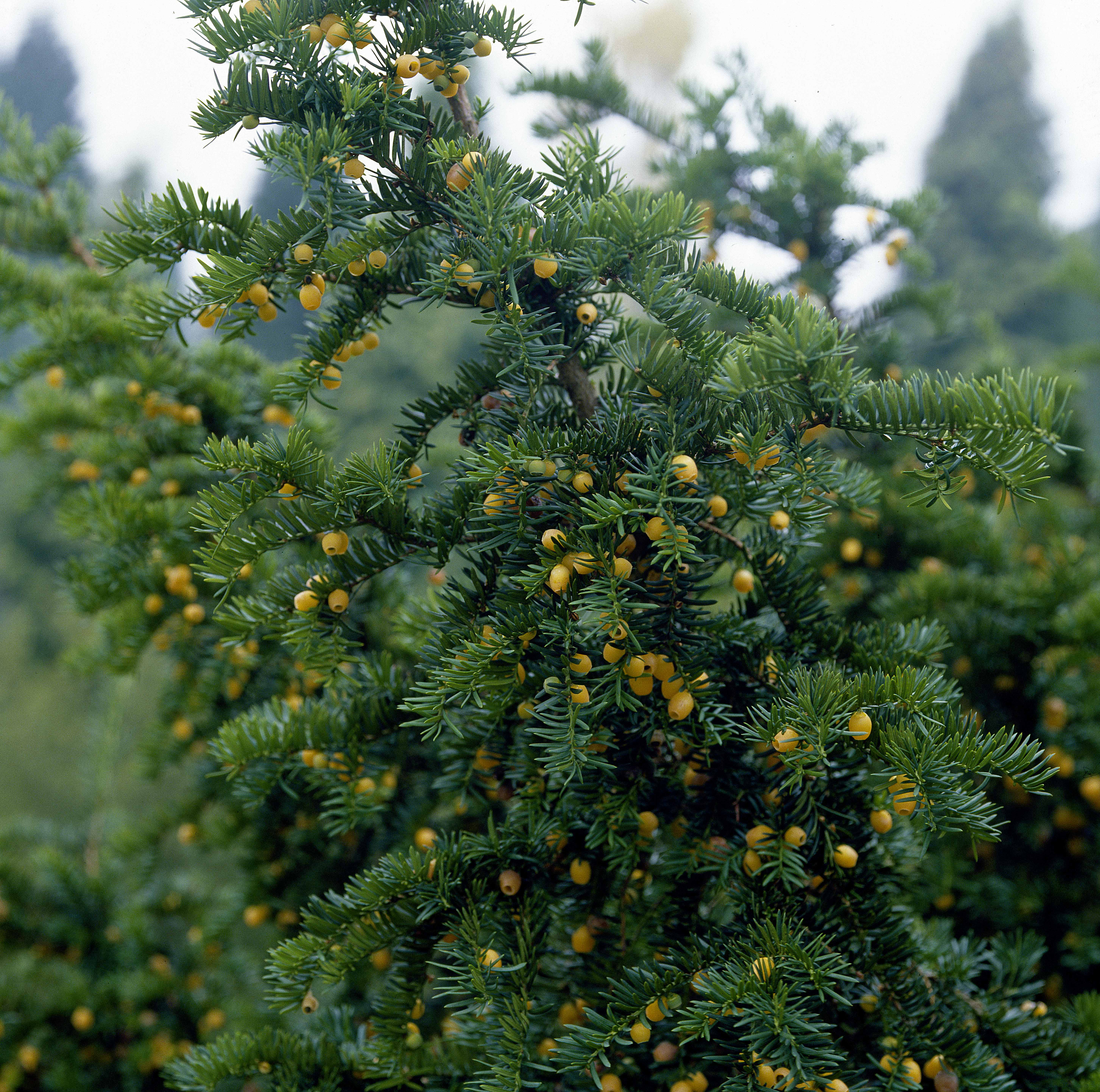 wala thuja Thuja plicata 'Martin' (Lebensbaum) | 60-80 cm mit Wurzelballen main image 0