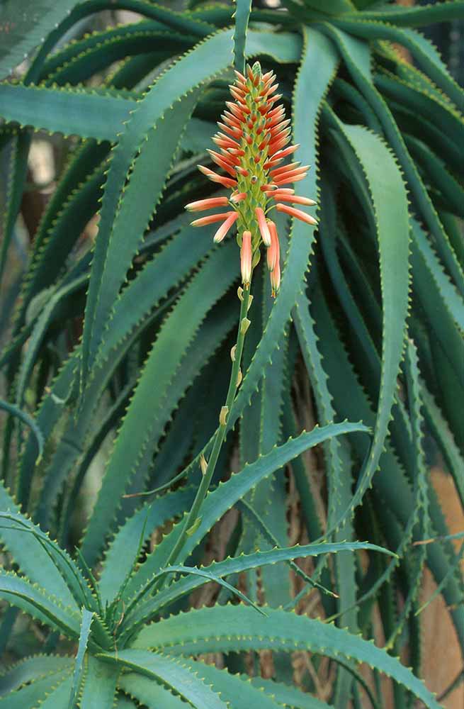 Baum-Aloe - Gardify