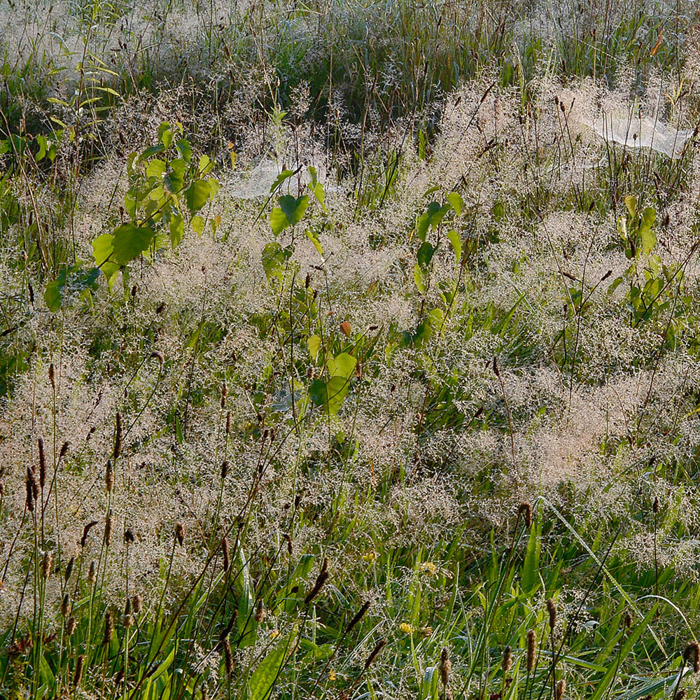 Nebel-Straugras - Gardify