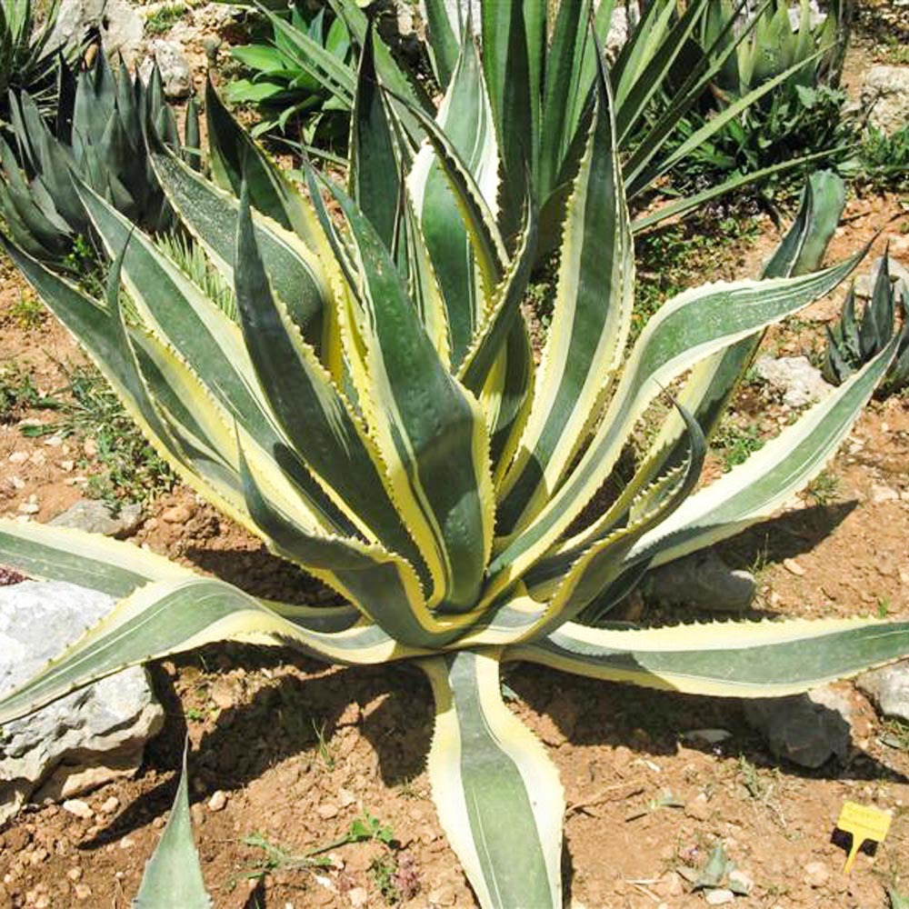 Gardify - Buntblttrige Amerikanische Agave