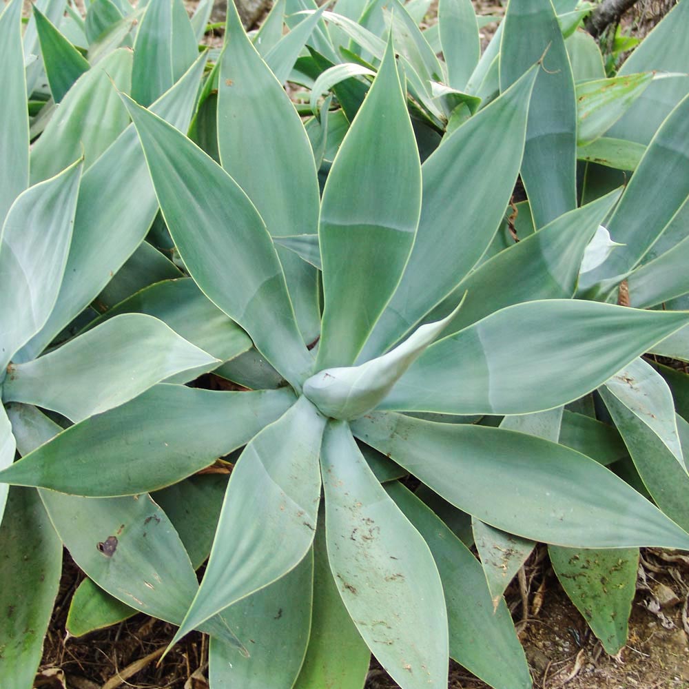 Gardify - Drachenbaum-Agave
